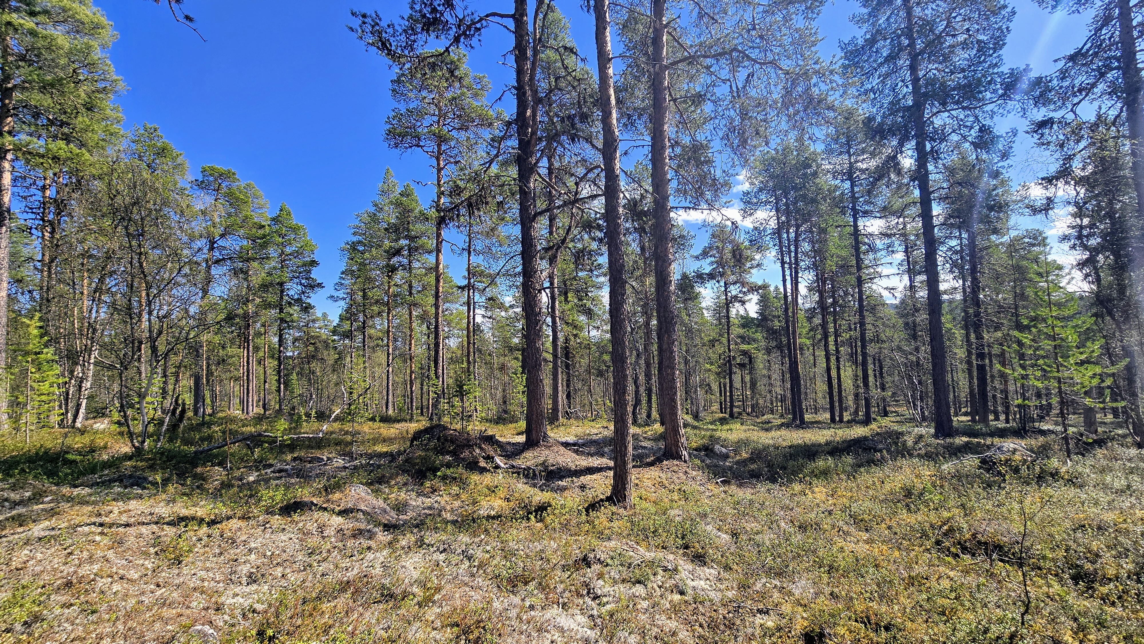 Konesjärventie 81, Inari, Inari