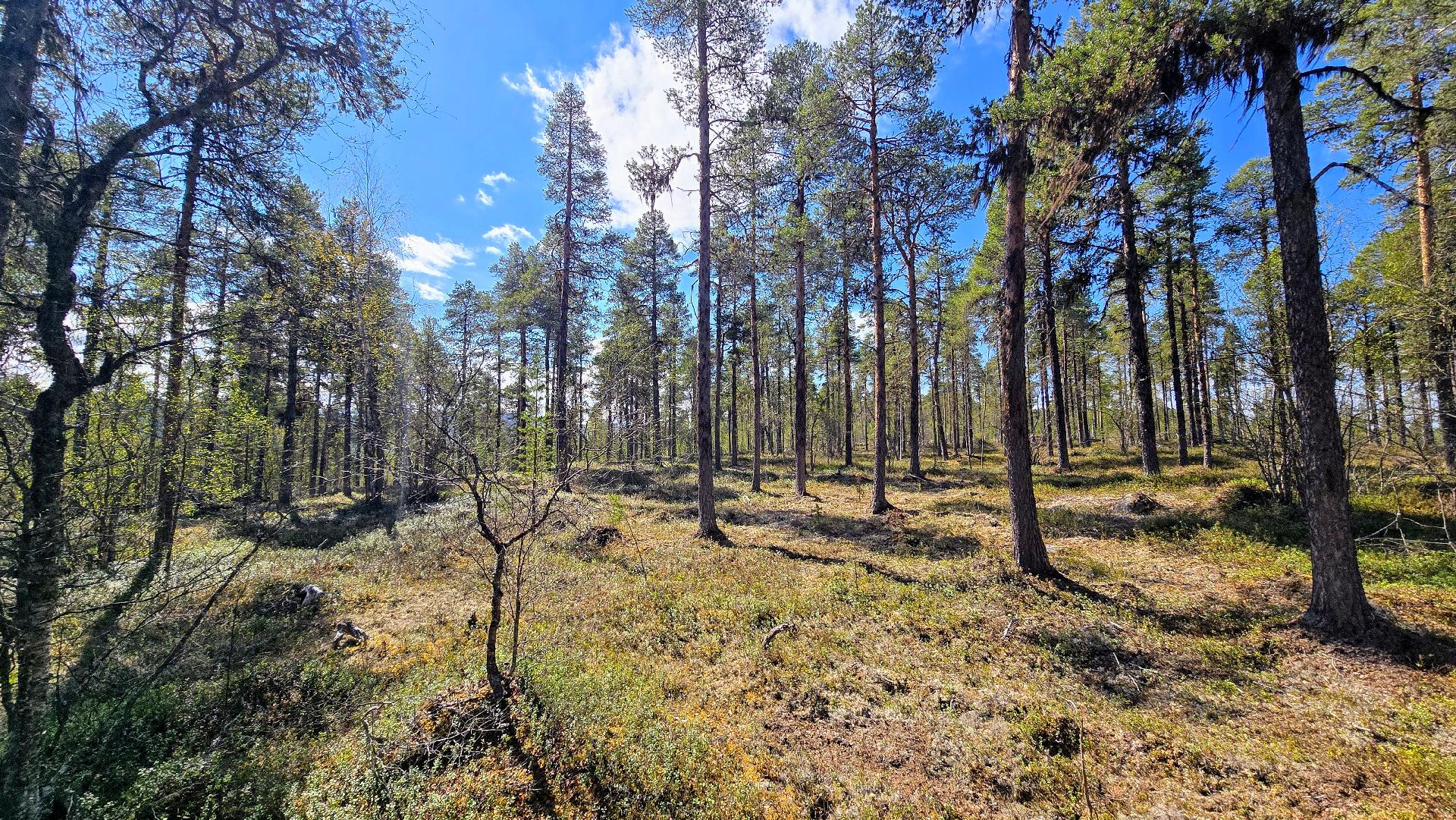 Konesjärventie 81, Inari, Inari