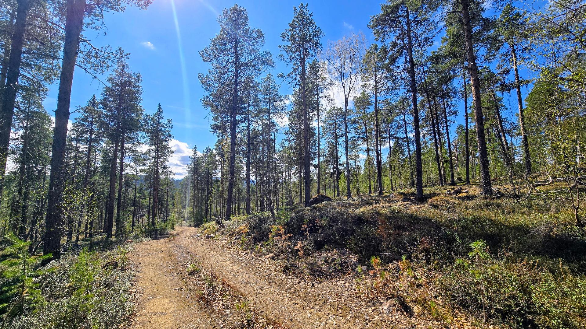 Näkymä rinnettä alas kohti Konesjärveä