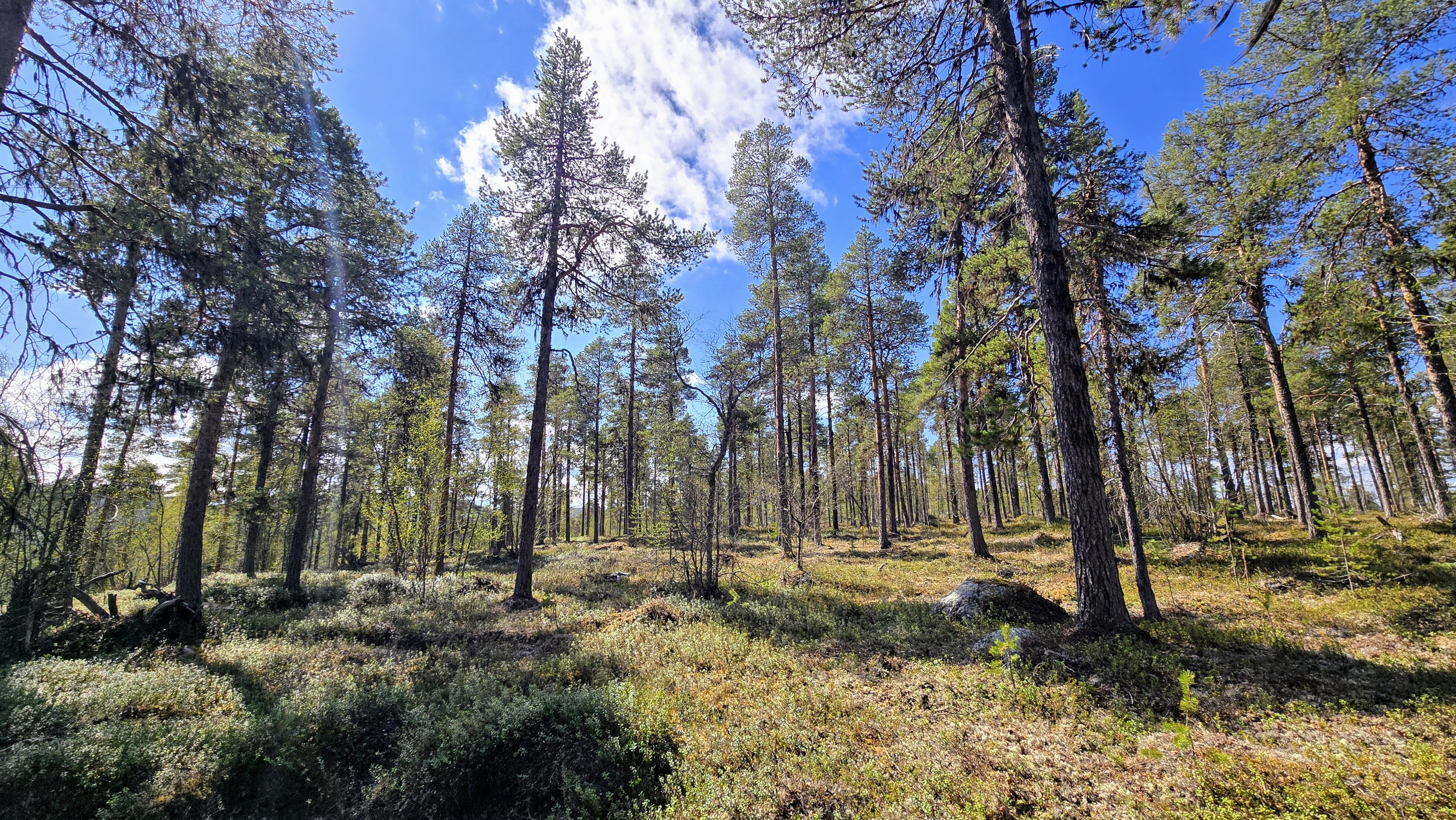 Ympäristö Konesnemen rinteessä on kuivaa hiekkakangasmetsää