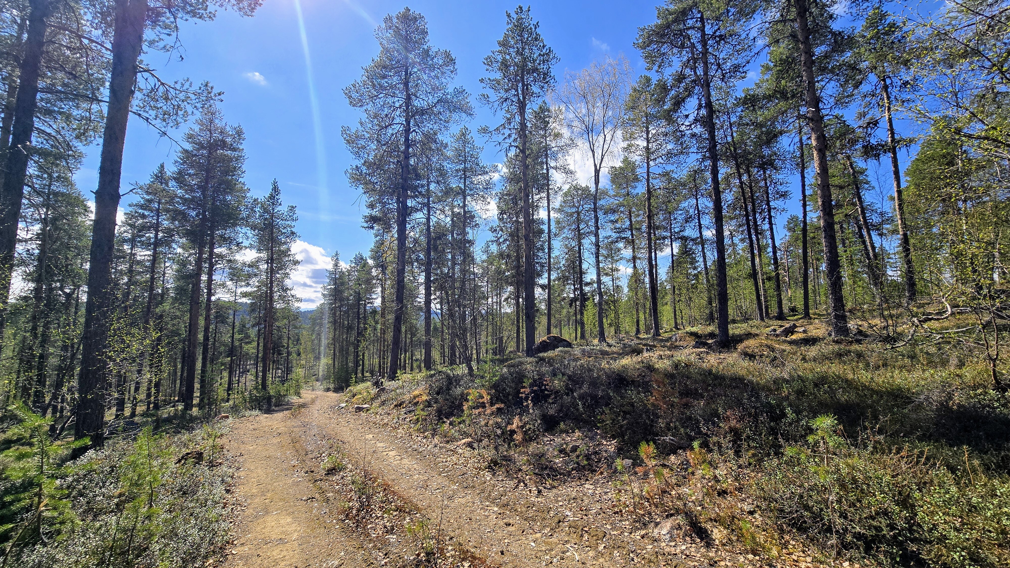 Näkymä rinnettä alas kohti Konesjärveä