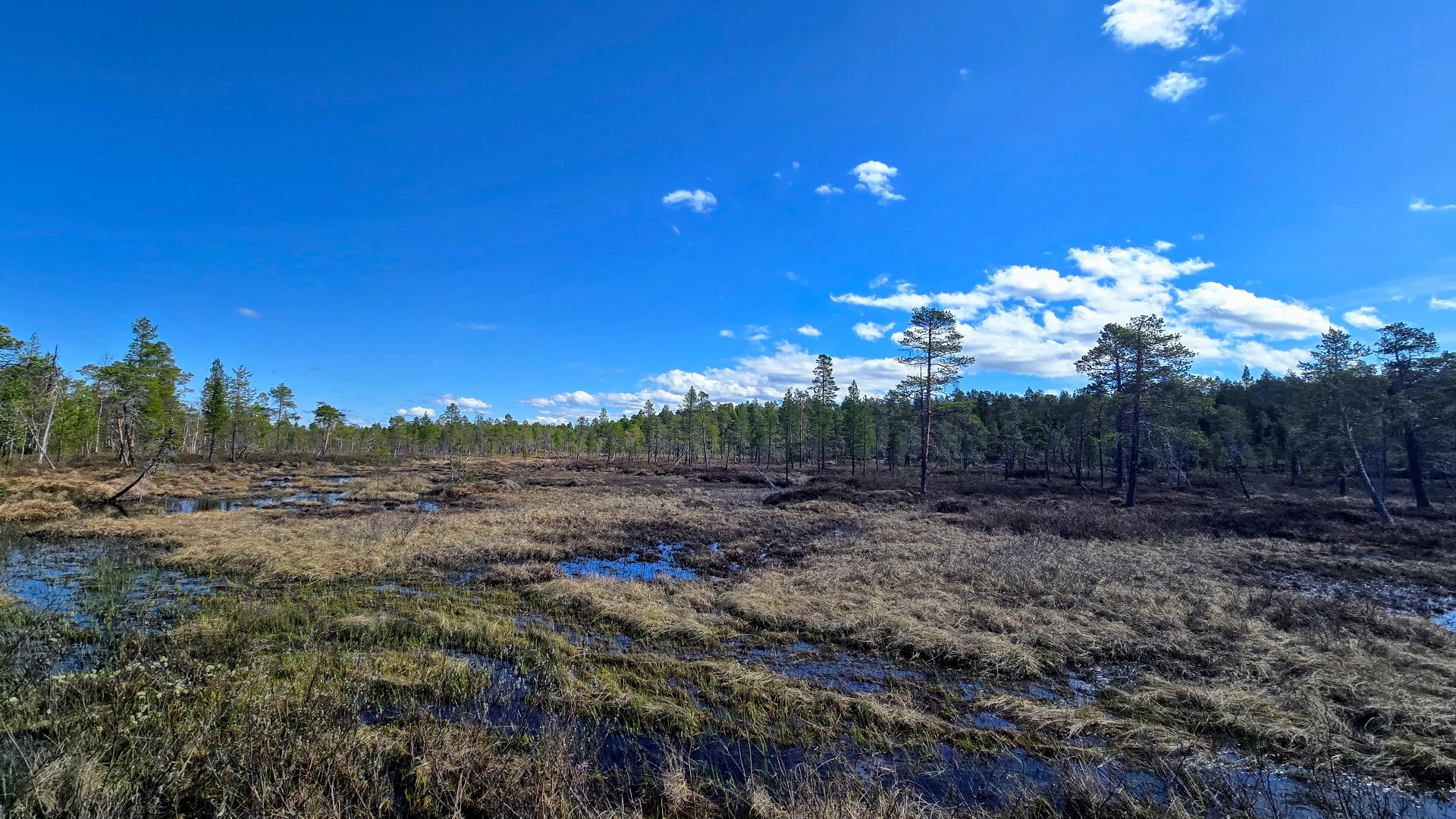 Hiekkakuopan ja rannan välissä on kaunis jänkä- ja suoalue, jossa mm. vesilintuja