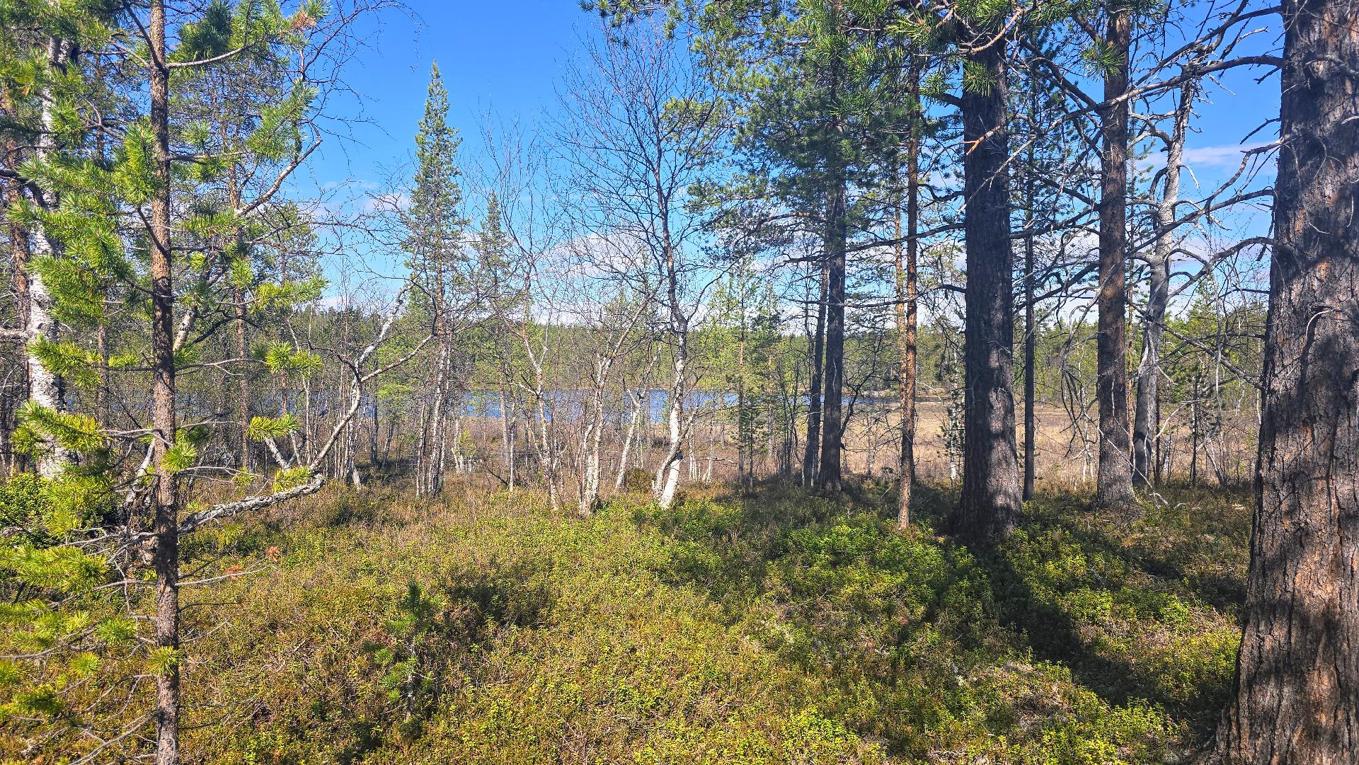 Mahdollisen mökin paikalta näkymät rantaa kohti