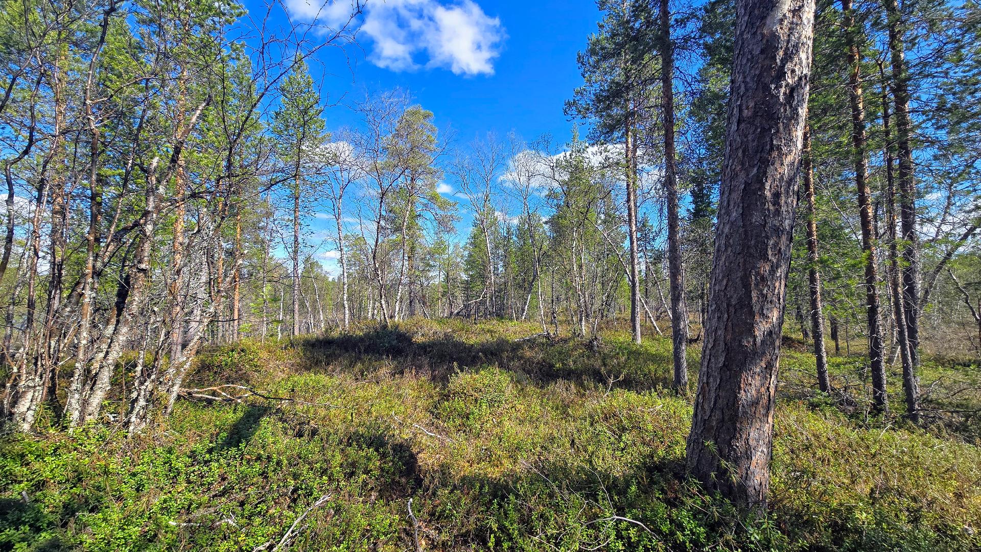 Mahdollista mökin paikkaa