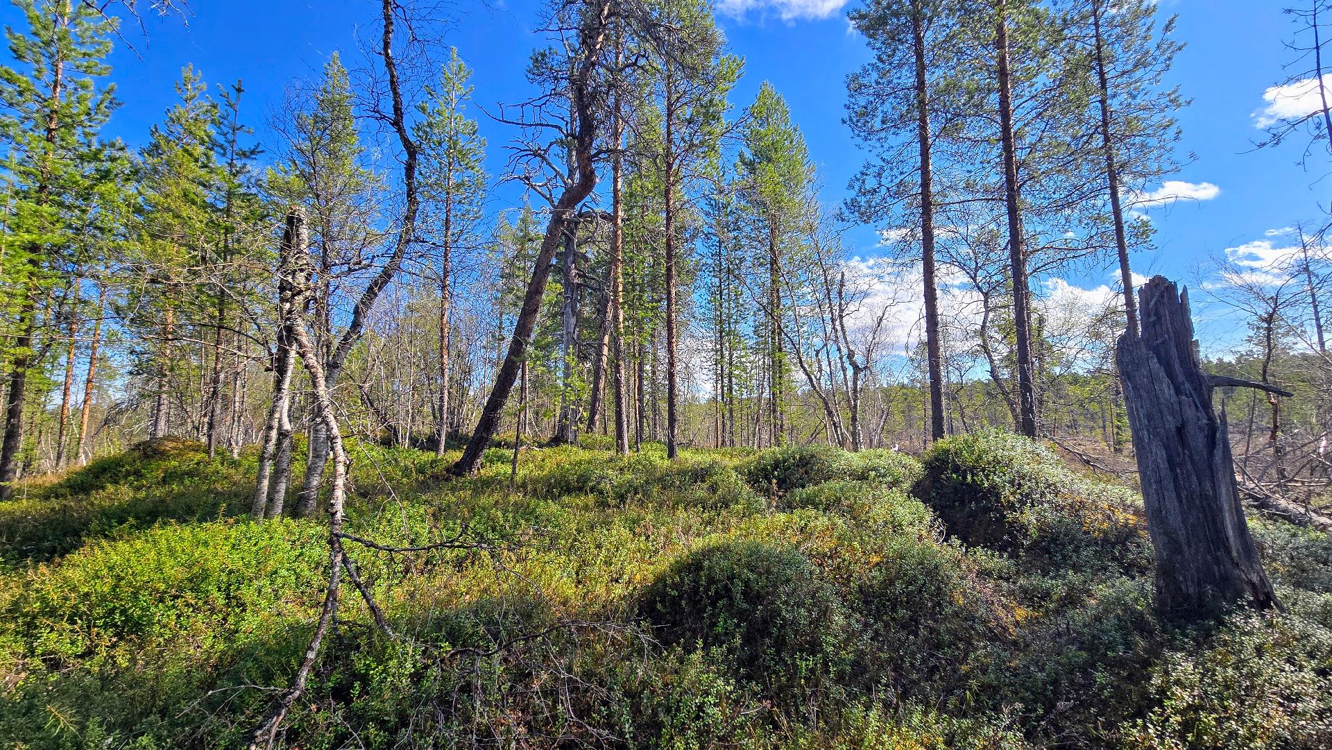 Jängän ja suon laidalla kovempaa maata