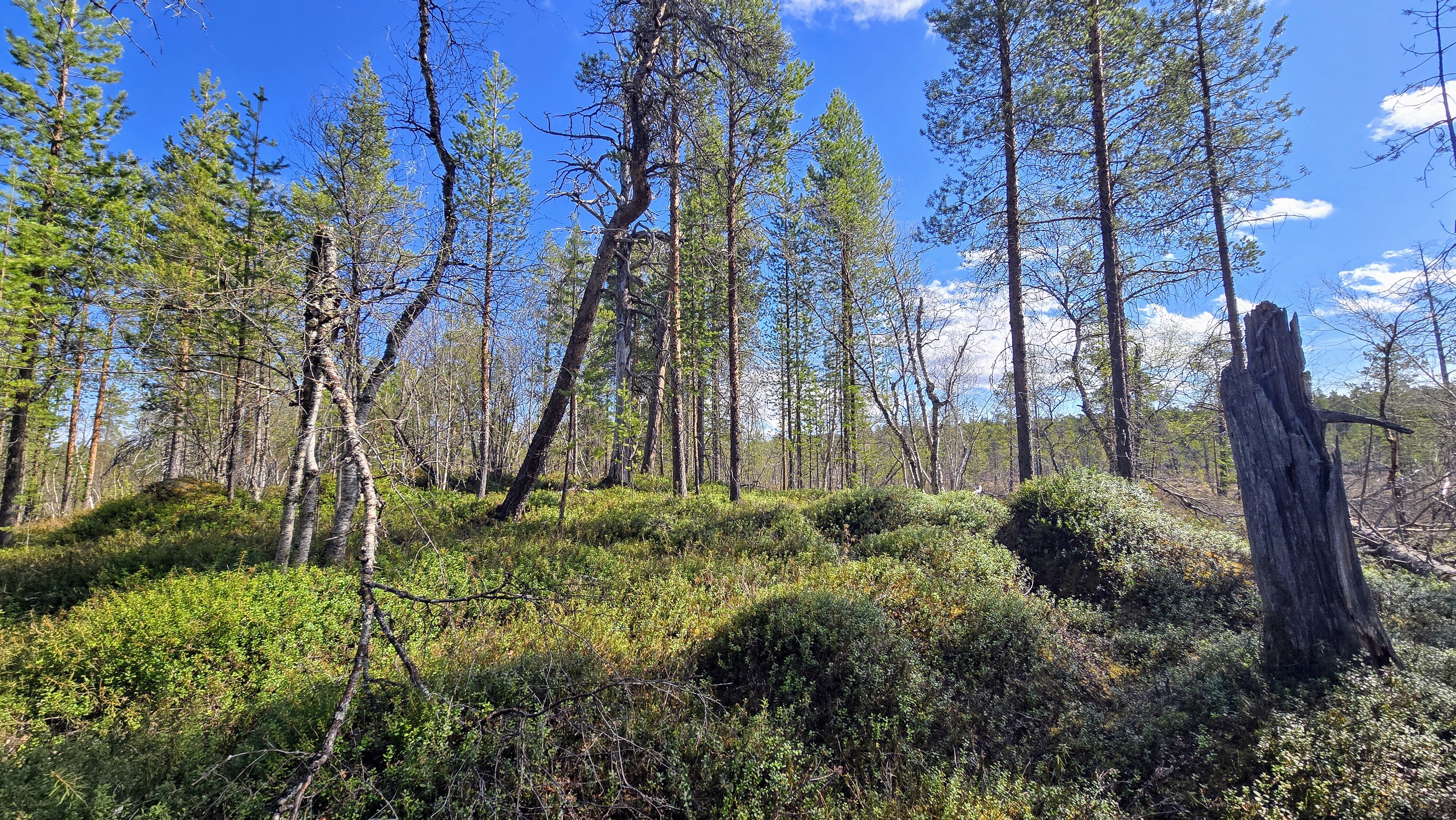 Jängän ja suon laidalla kovempaa maata