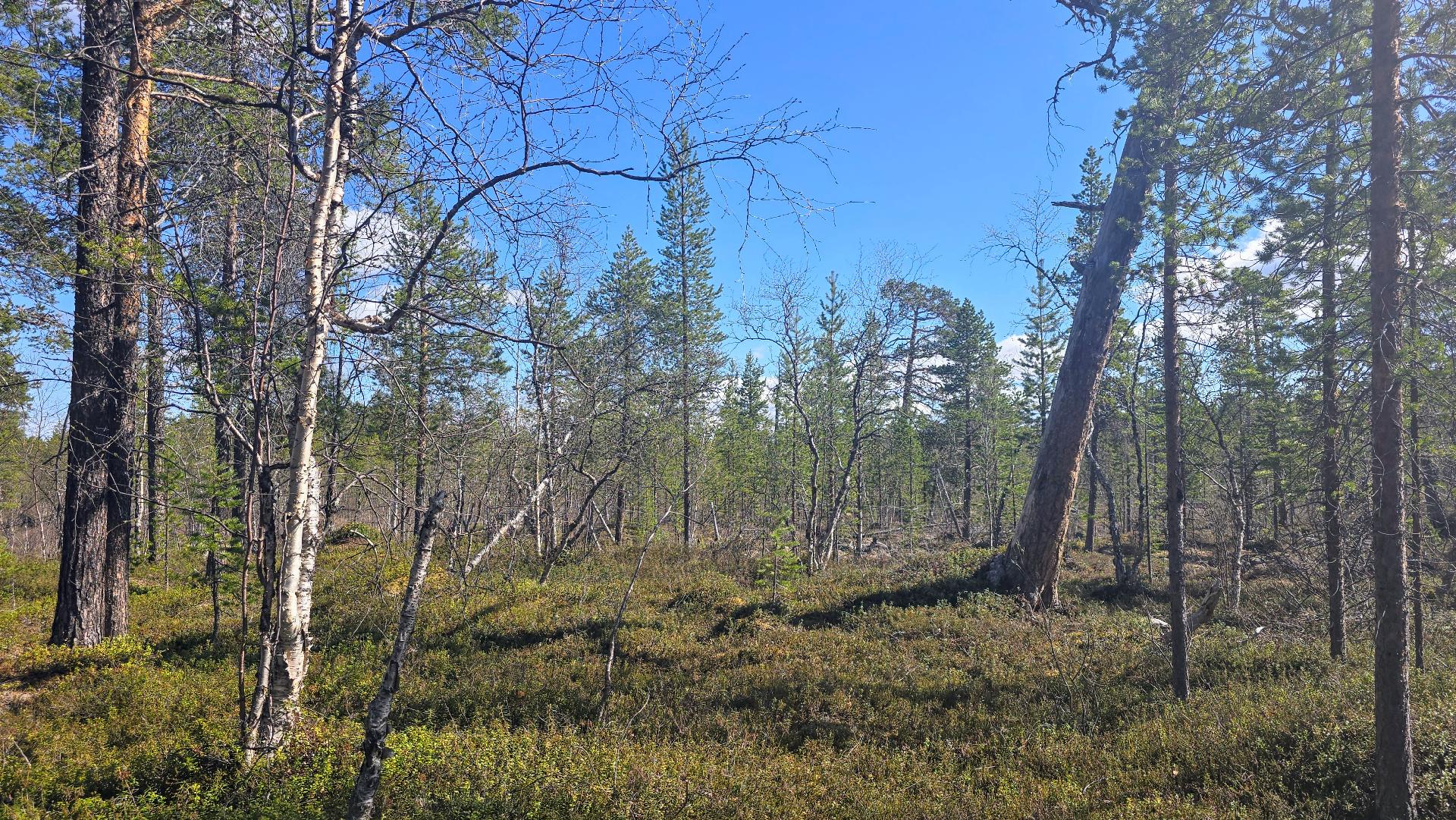 Mahdollista mökin paikkaa