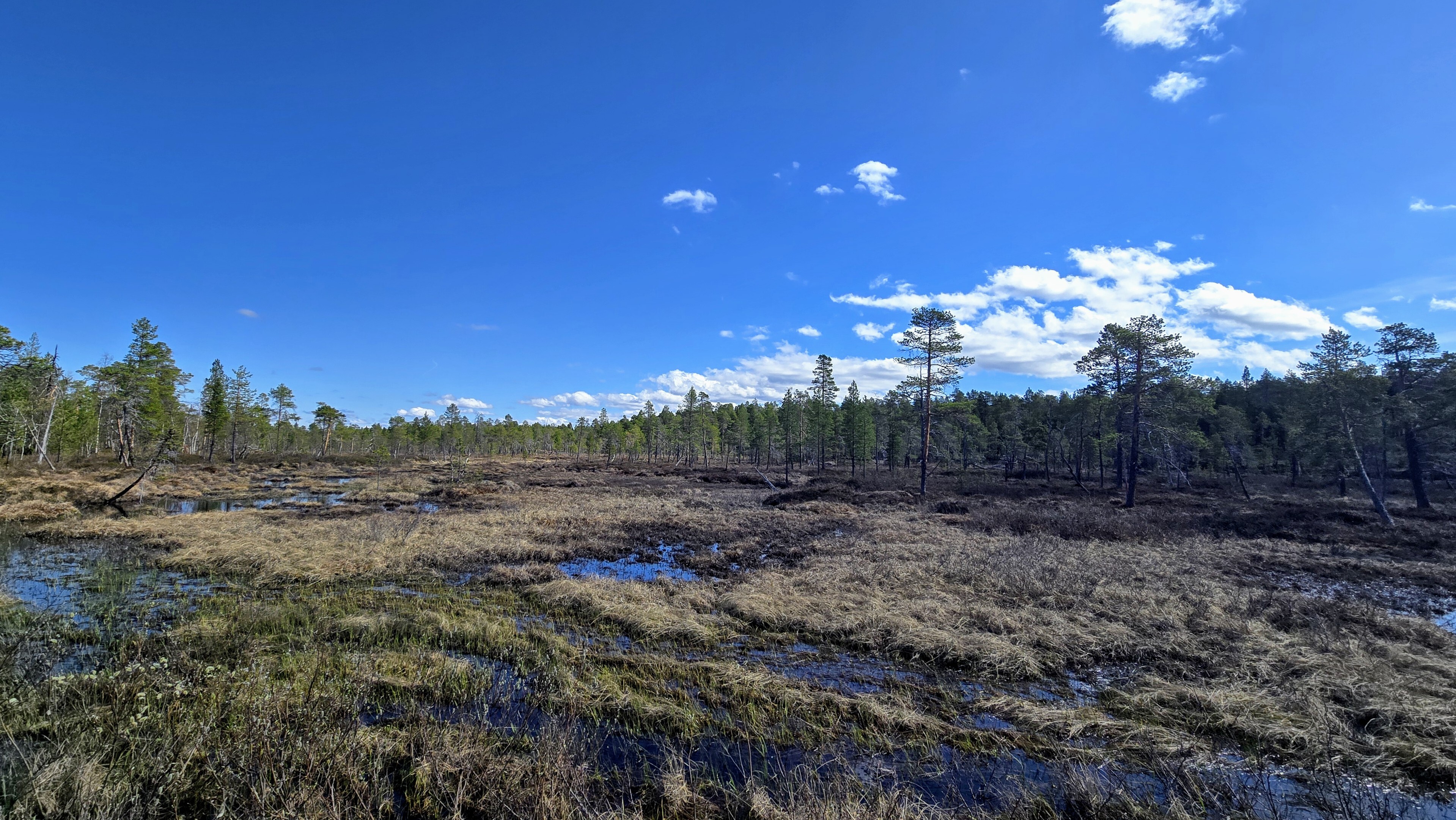Hiekkakuopan ja rannan välissä on kaunis jänkä- ja suoalue, jossa mm. vesilintuja