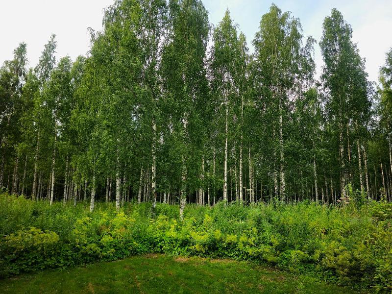 Suurinosa metsästä arvokasta koivikkoa.