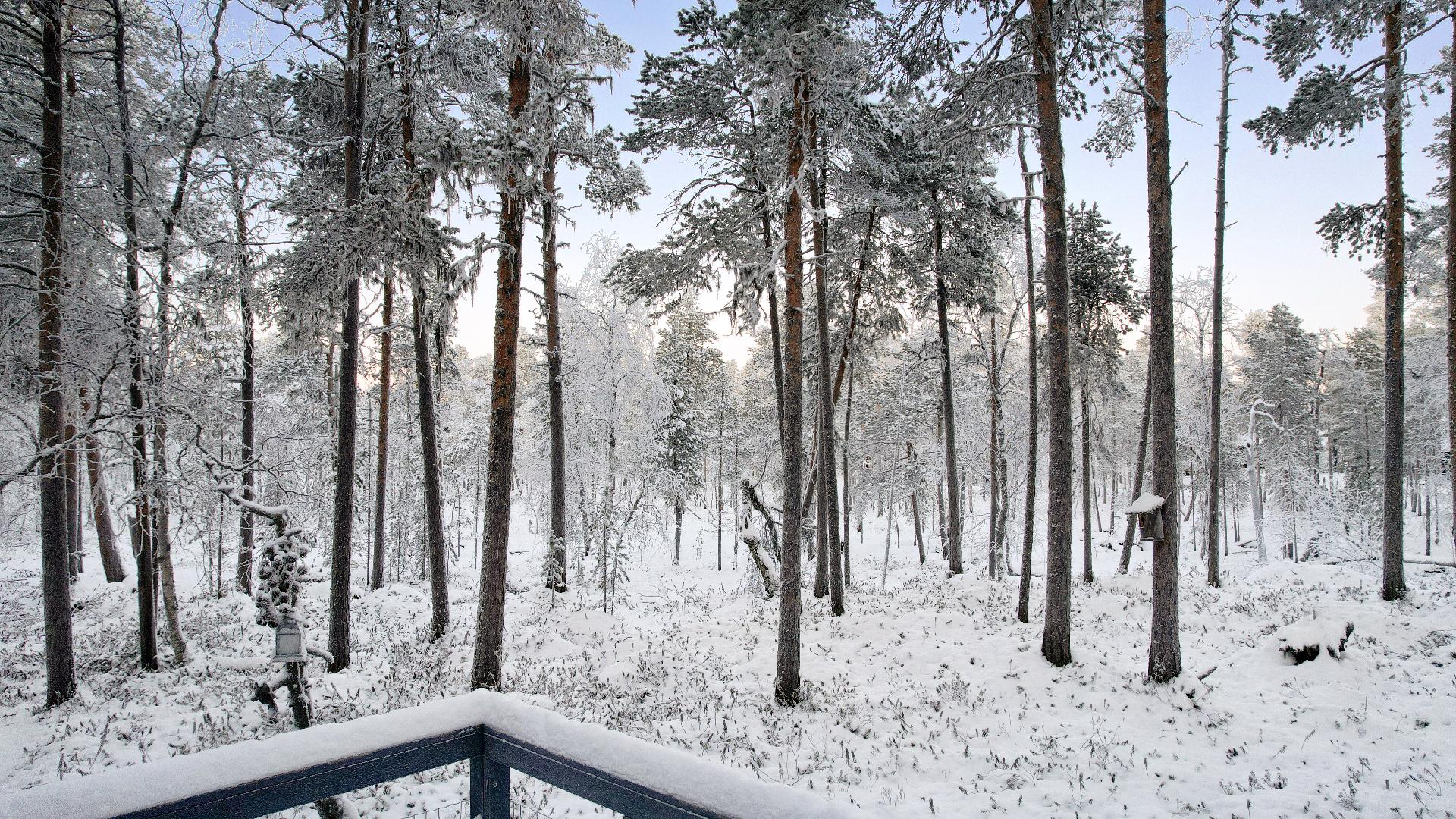 Metsäisiä maisemia terassilta