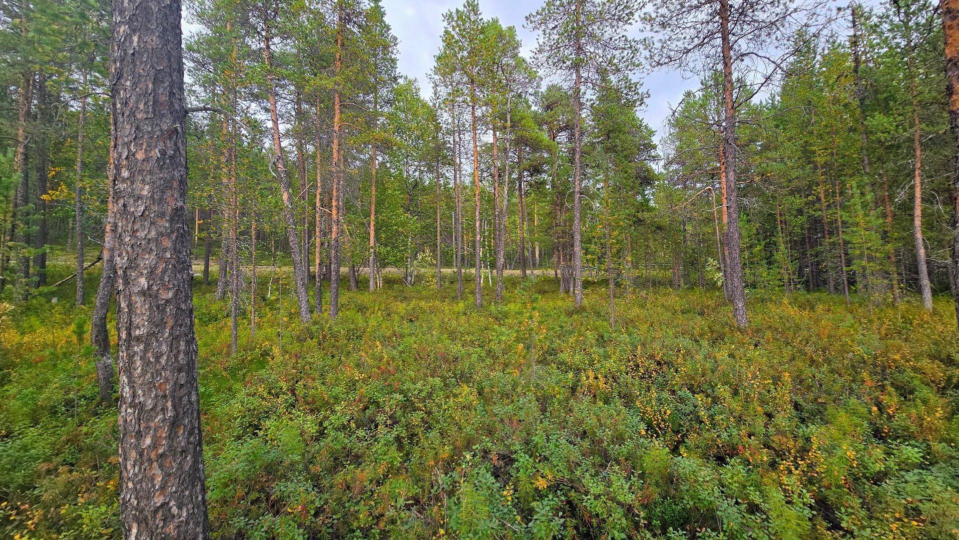 Alajärven rannasta Tolosentien suuntaan