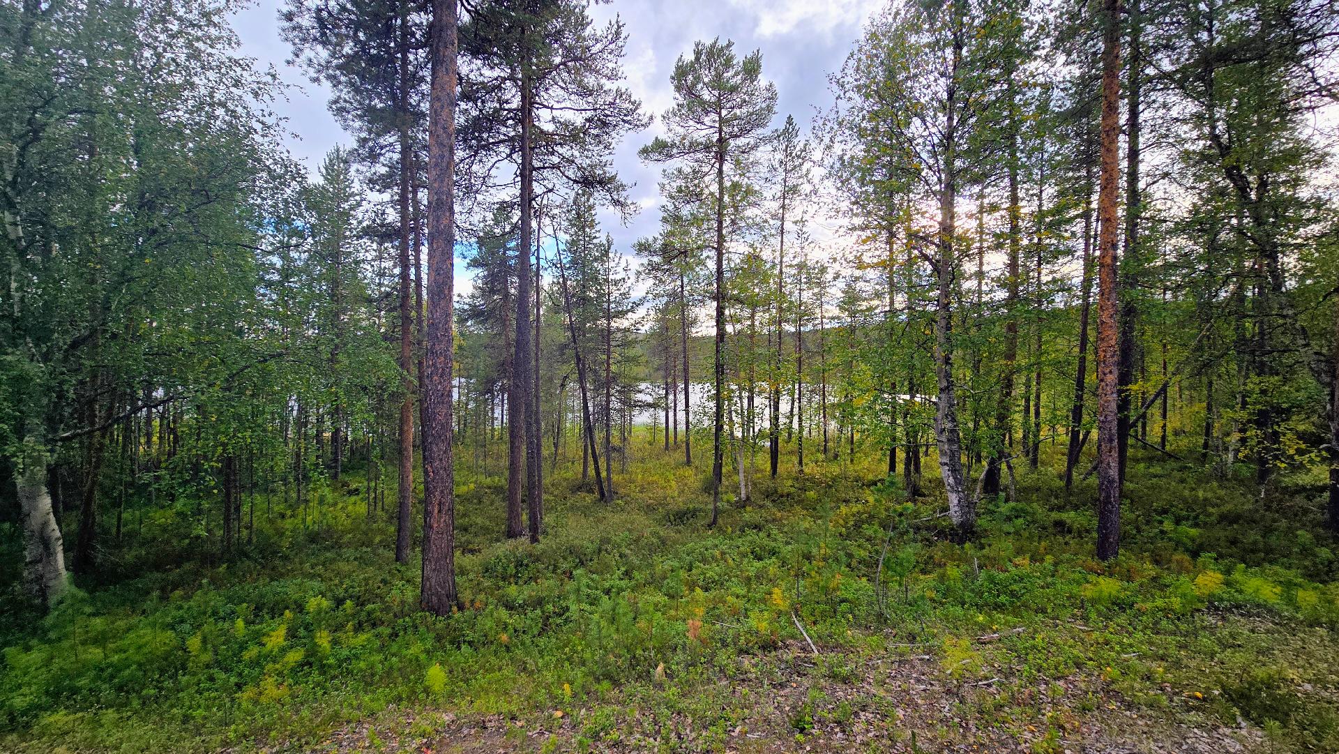 Tolosentieltä Alajärven rantaan