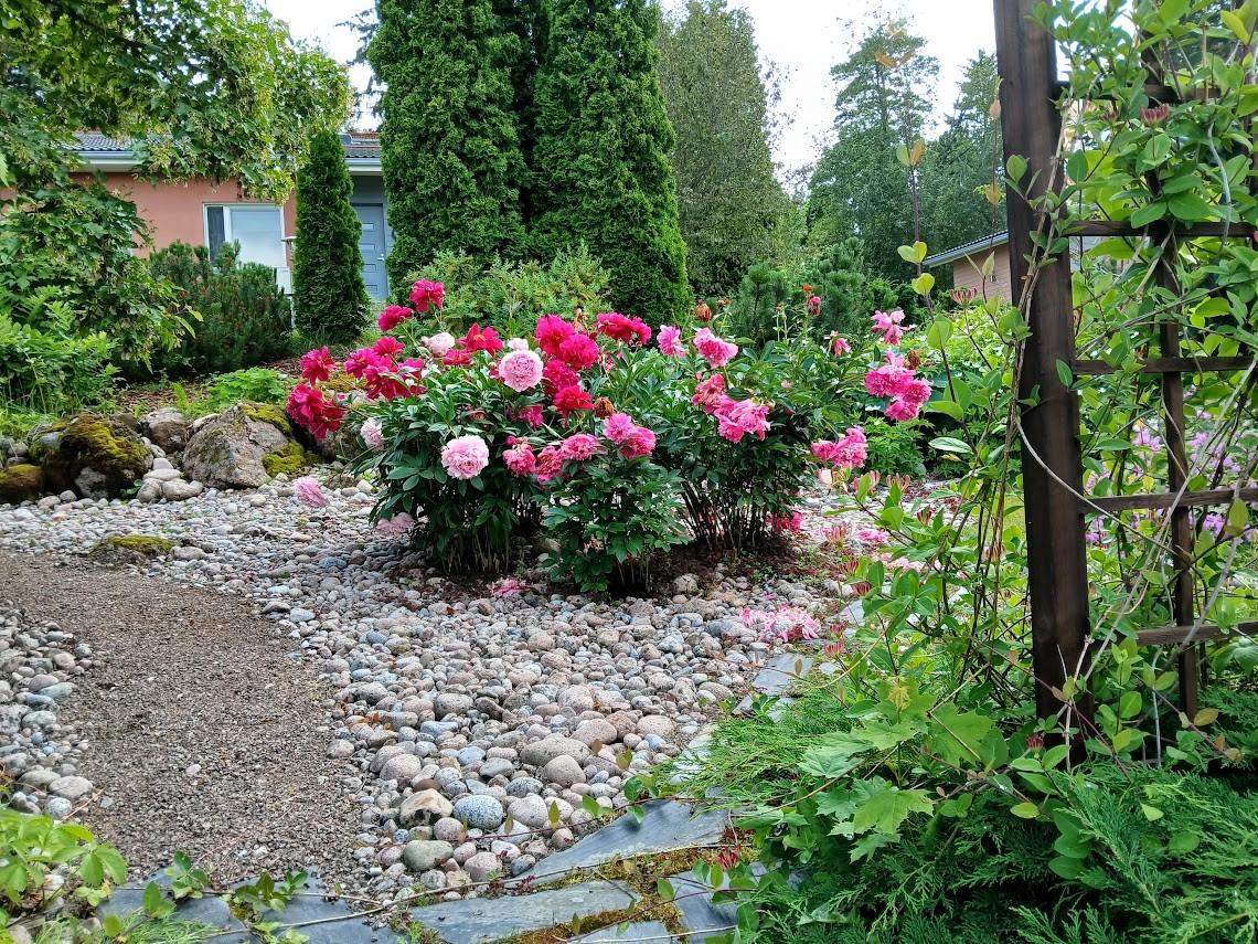 Omistajan ottama kesäkuva