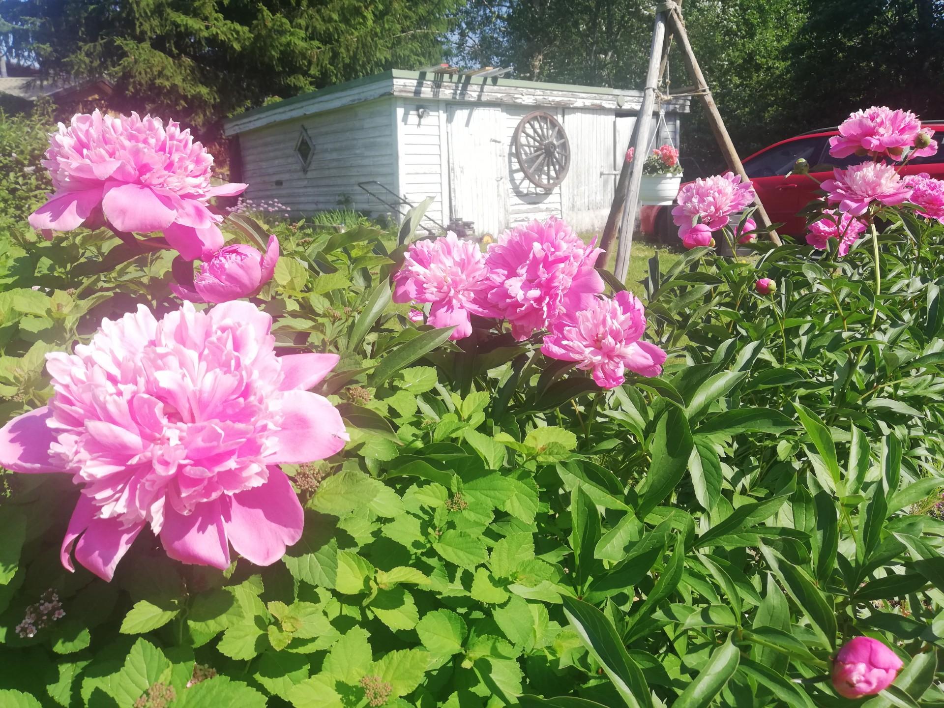 Juvantie 28, Lähemäki, Mikkeli