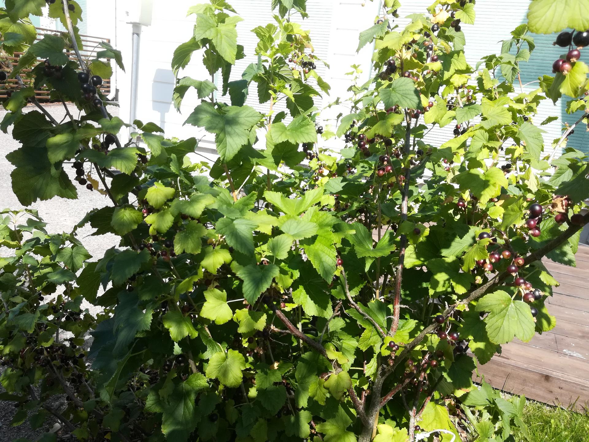 Kehävuorenkuja 5, Ylästö, Vantaa