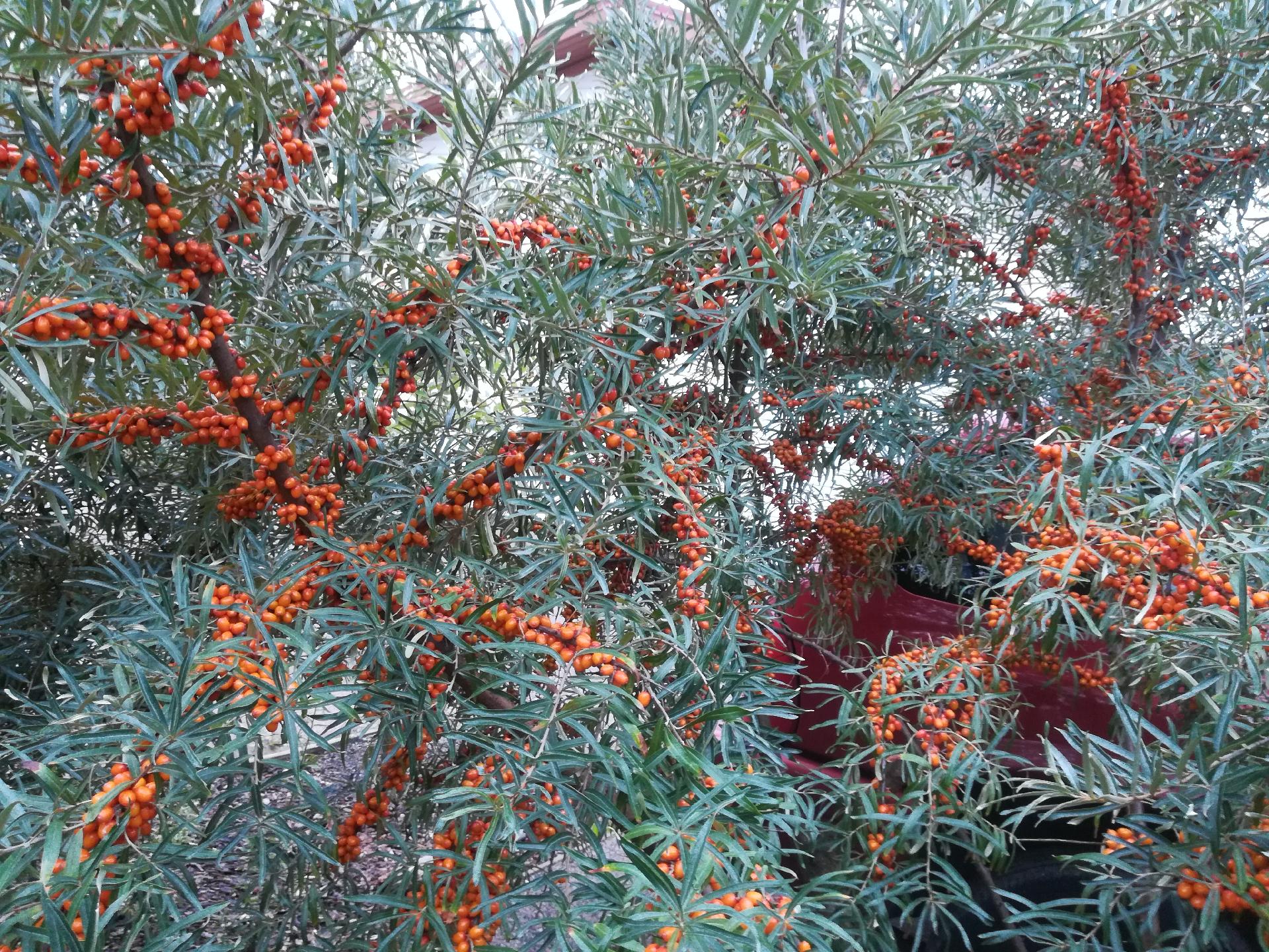 Kehävuorenkuja 5, Ylästö, Vantaa