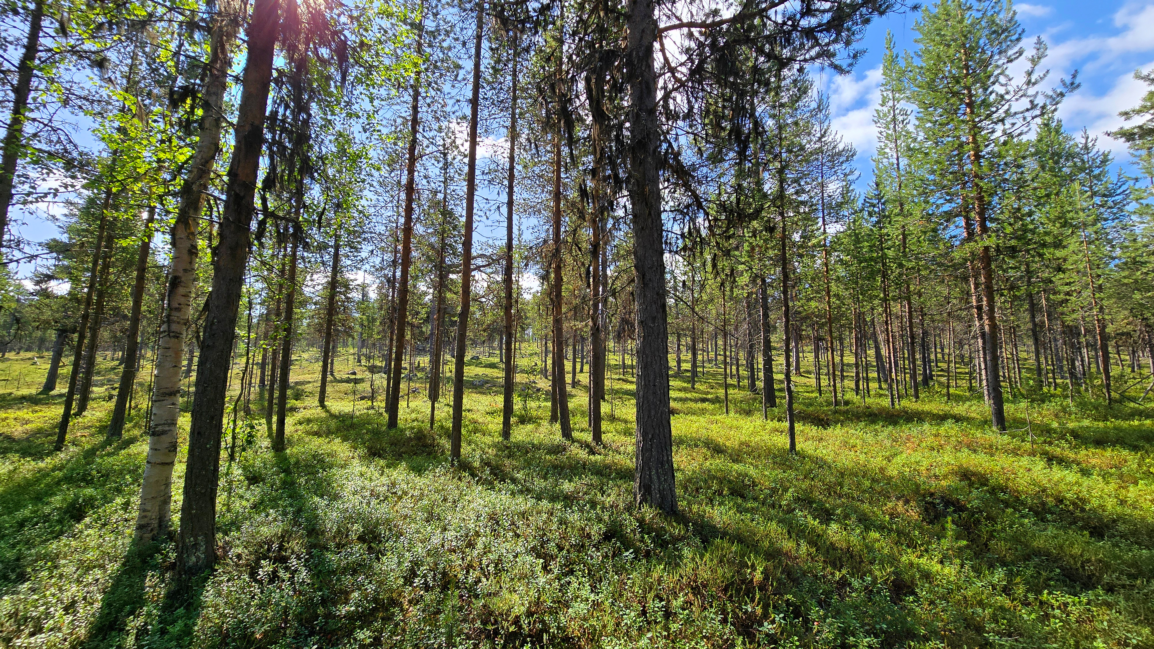 Ylämökin metsäisiä maisemia ja ympäristöä.