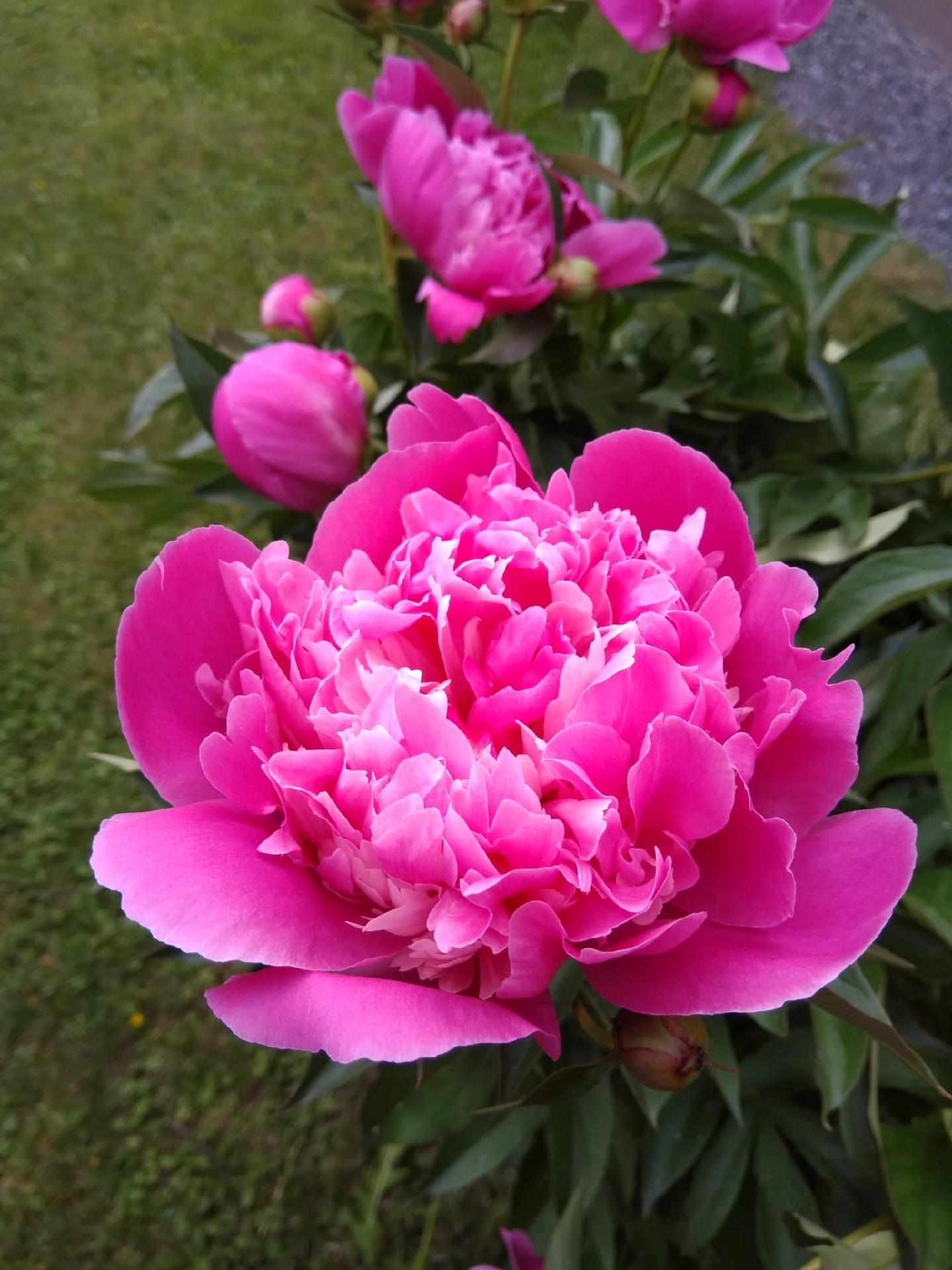 Notkokatu 16, Lähemäki, Mikkeli