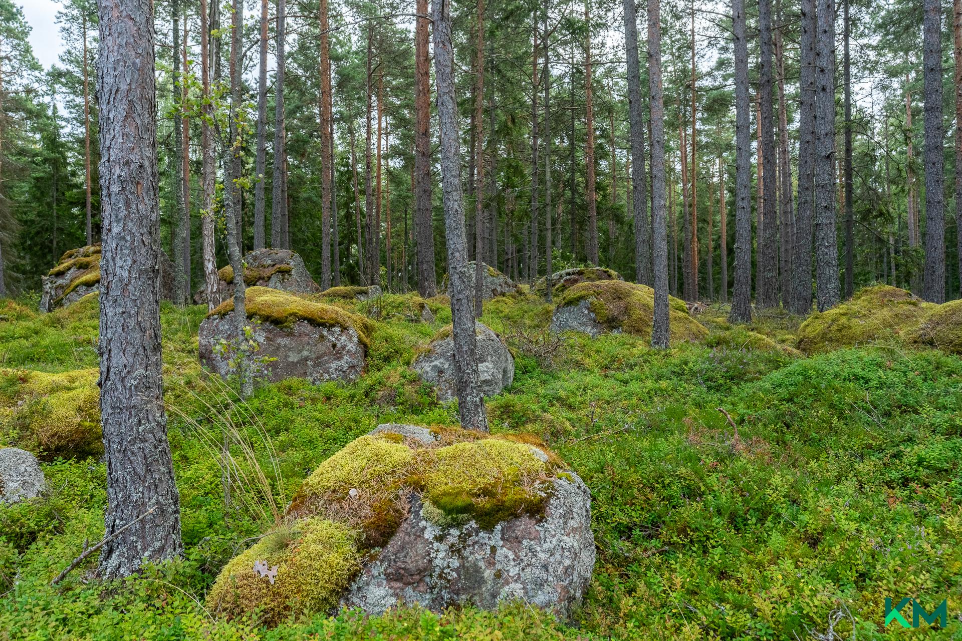Saaren sisäosat kutsuvat seikkailemaan metsään
