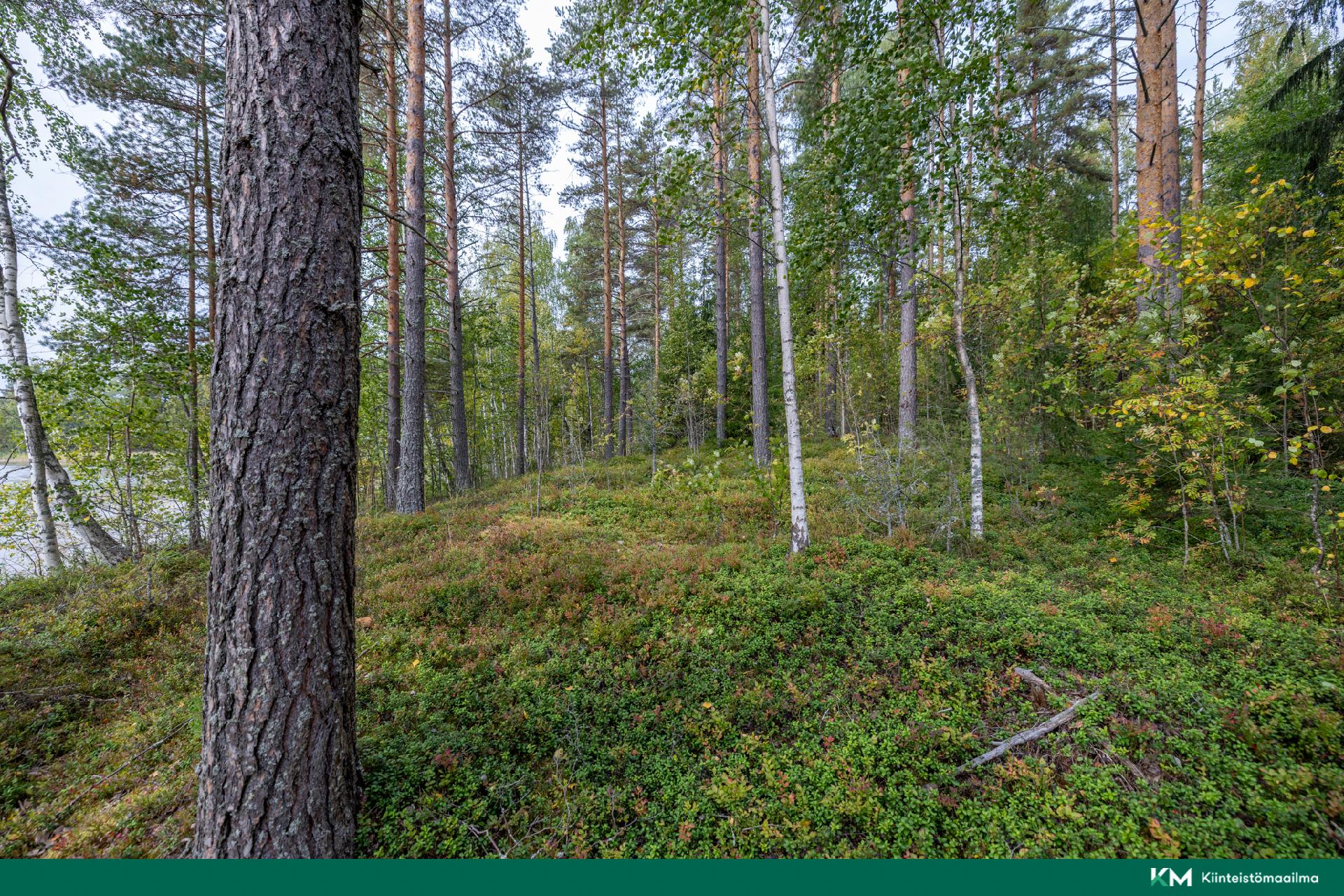 Pappilansalmentie -, Anttola, Mikkeli