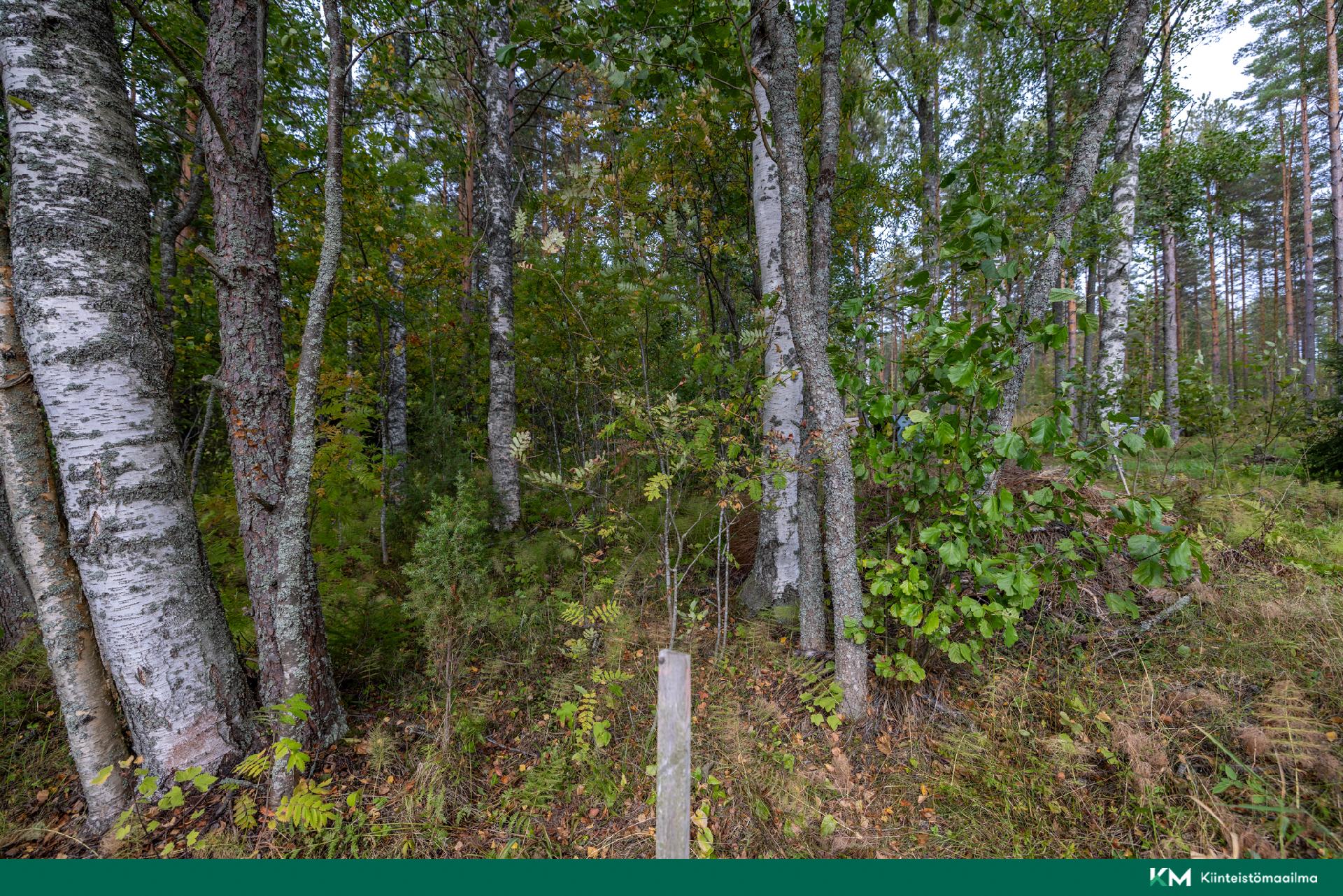 Pappilansalmentie -, Anttola, Mikkeli