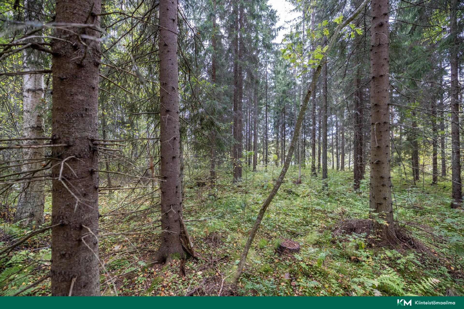 Pappilansalmentie -, Anttola, Mikkeli