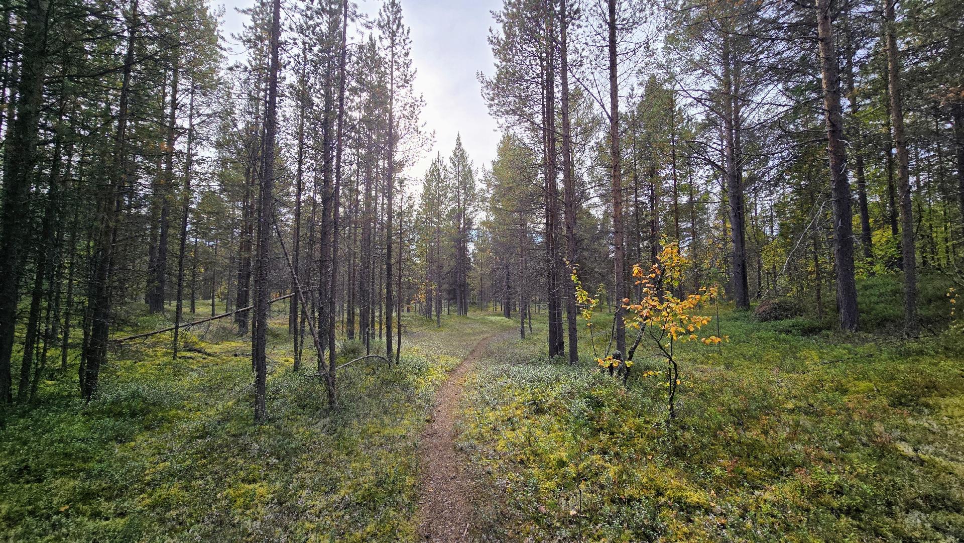 Tilan halki kulkeva polku.