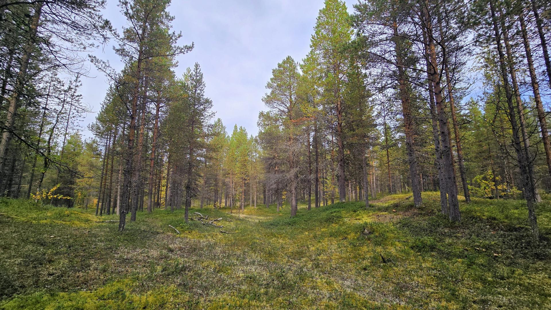 Sevettijärventien laidalta metsään kävellessä.