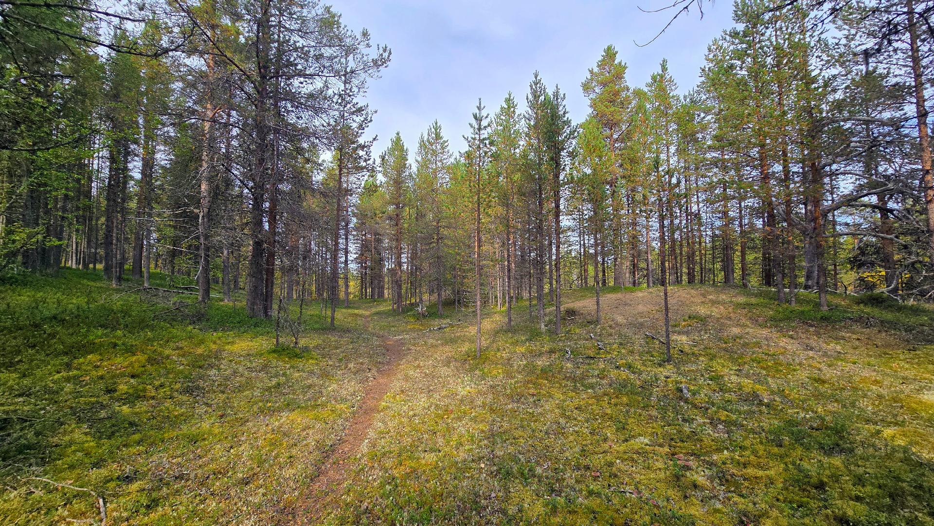 Polku lammen länsilaidalle.