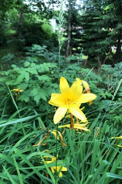 Myyjän kuva puutarhasta