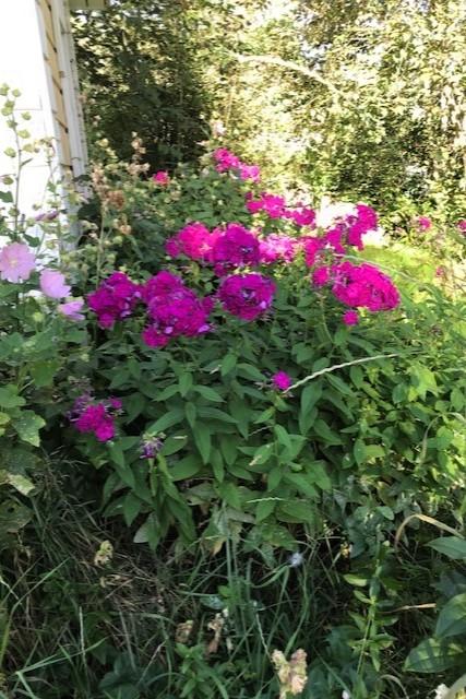 Myyjän kuva puutarhasta