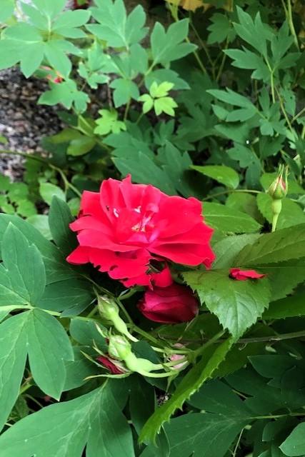 Myyjän kuva puutarhasta