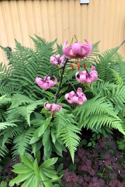 Myyjän kuva puutarhasta