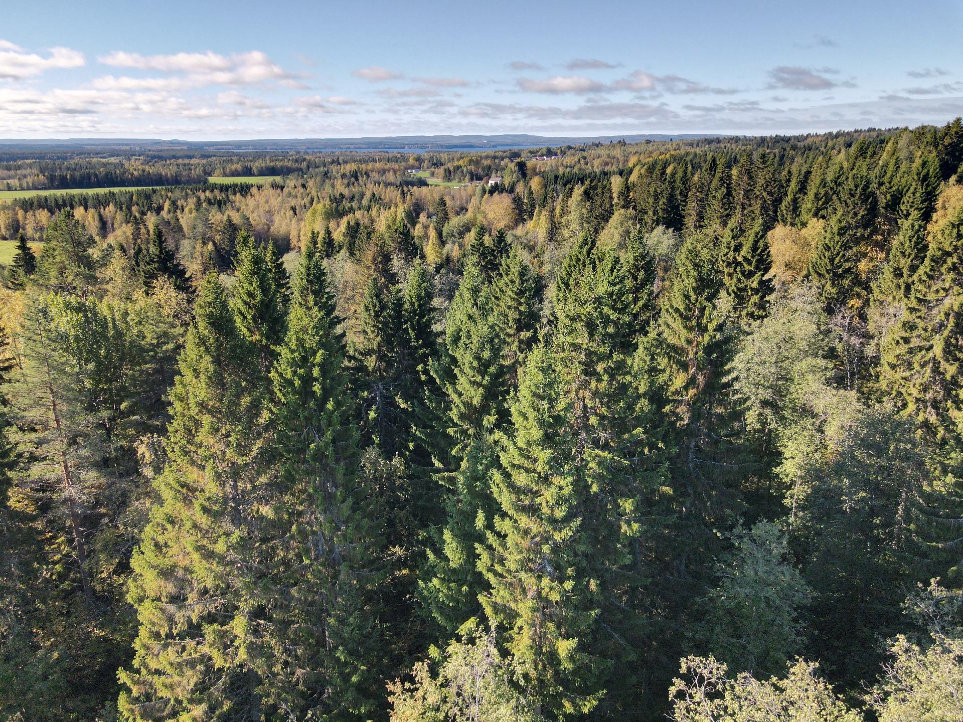 Vaarantie 24, Naapurinvaara, Sotkamo
