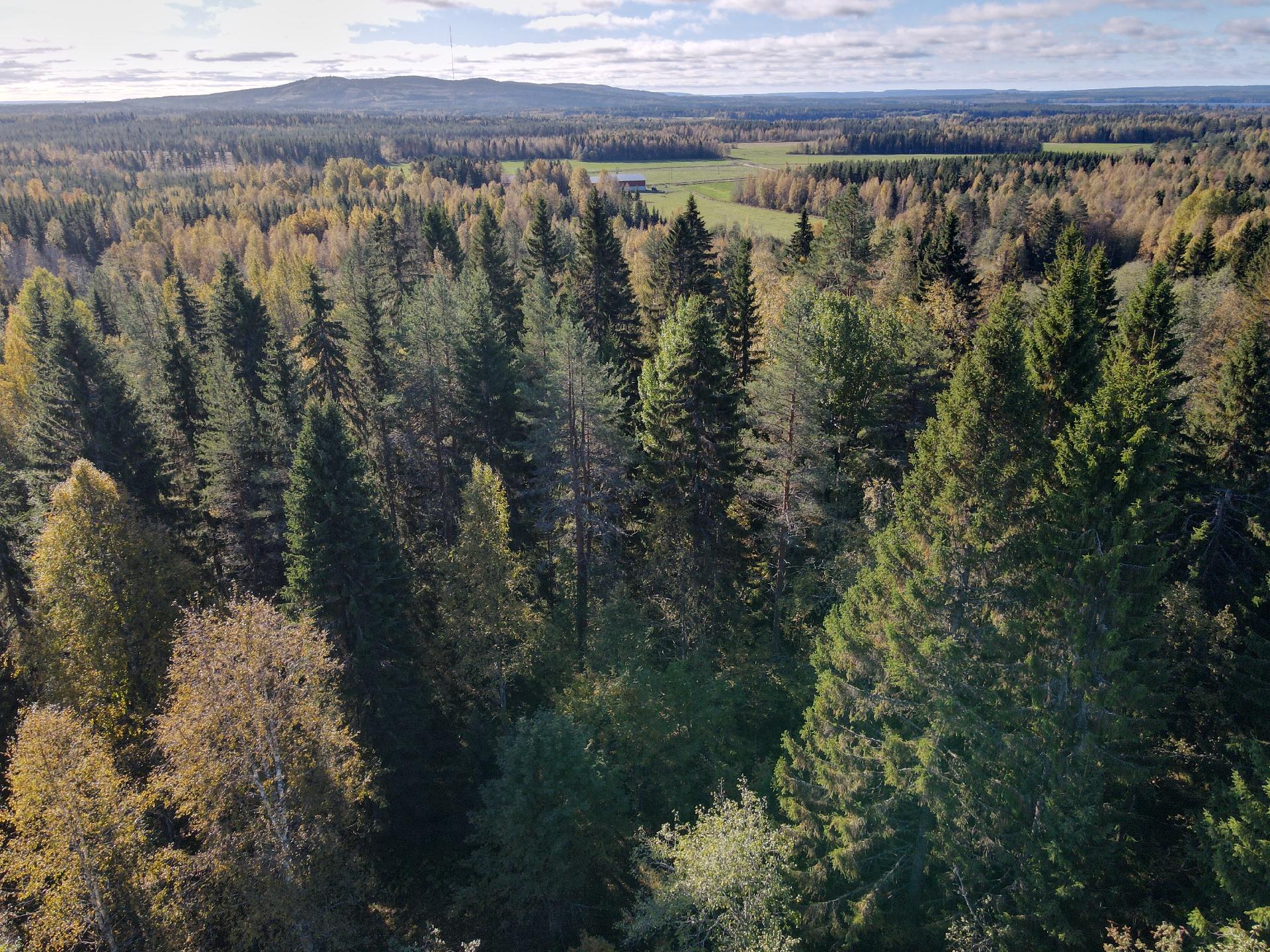 Vaarantie 24, Naapurinvaara, Sotkamo