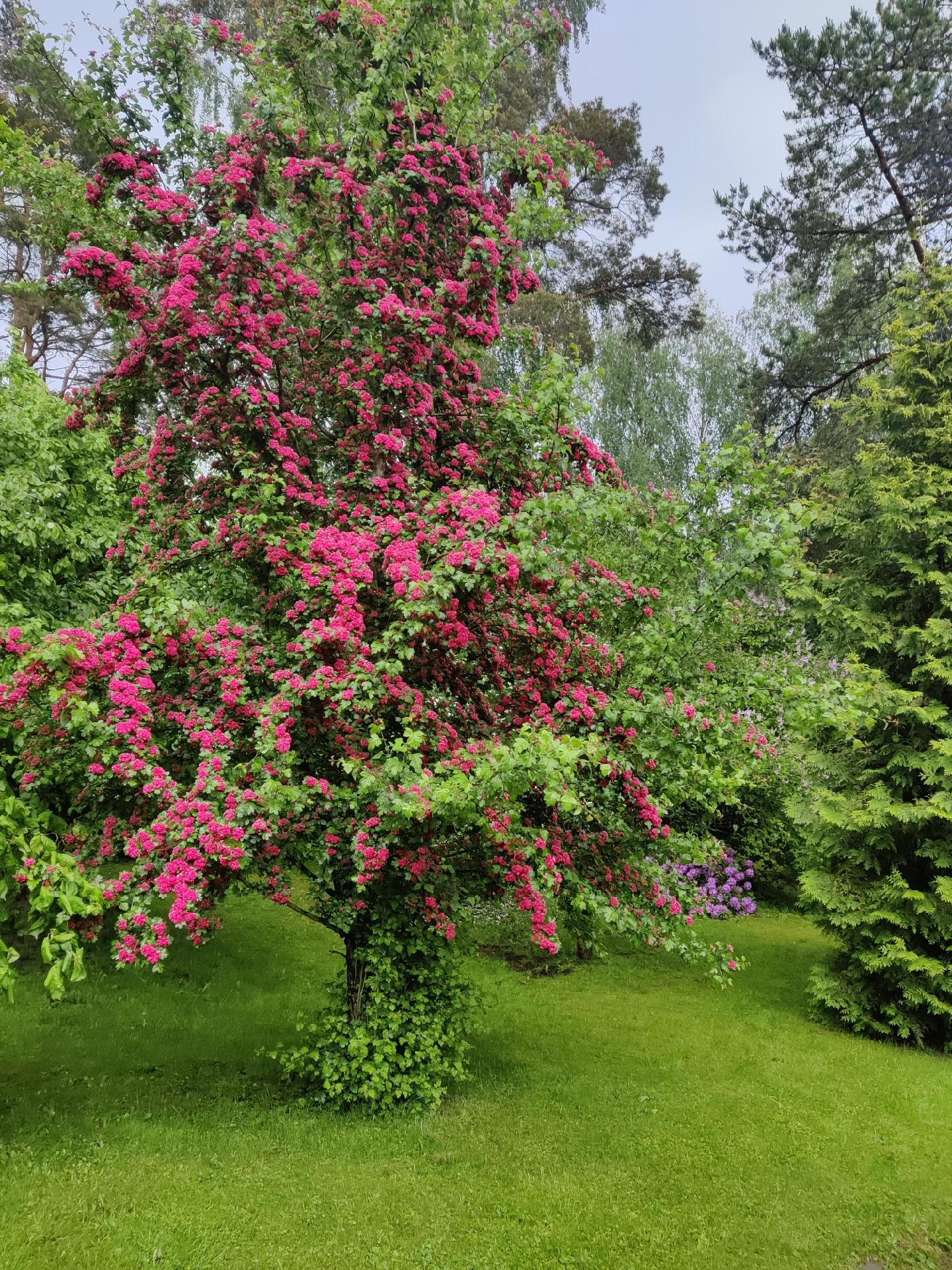 Parvekkeen näkymiä kesällä.