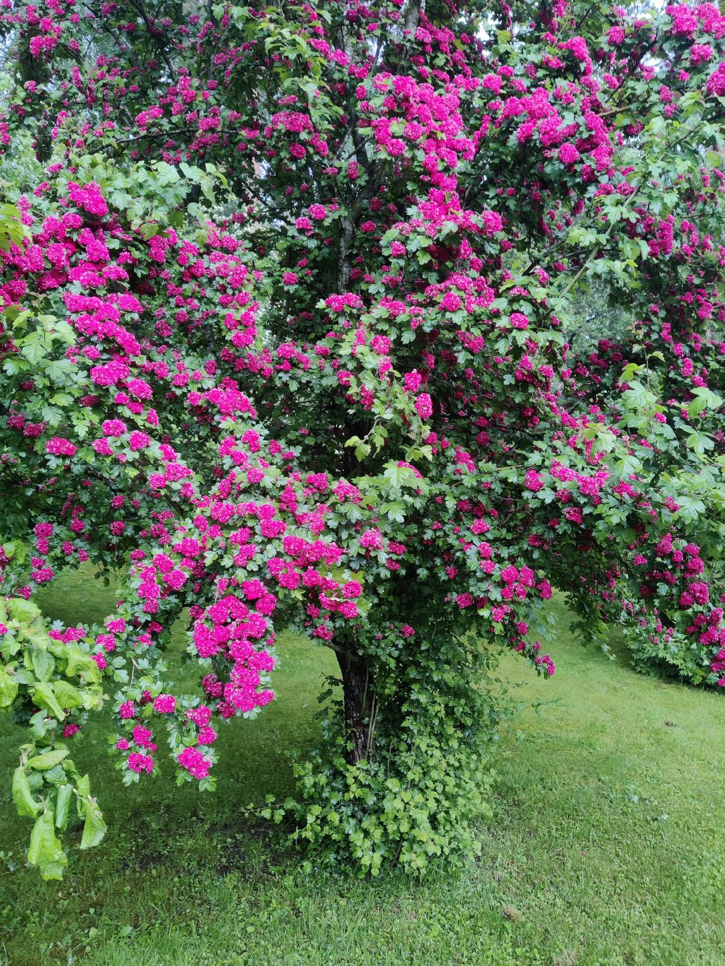 Kesäisessä puutarhassa kirsikka- ja luumupuut kukkivat ja tuottavat hyvin satoa