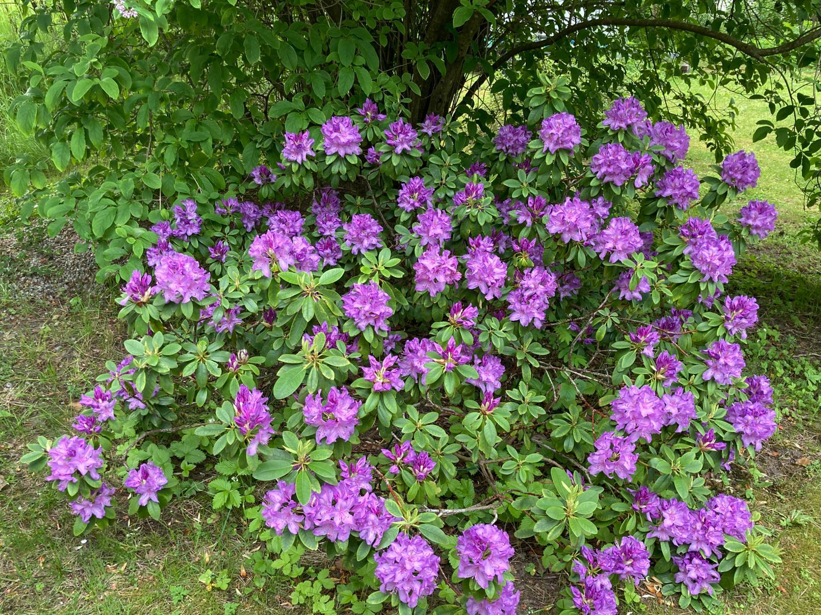 Myös Rodot ovat valloittavia.