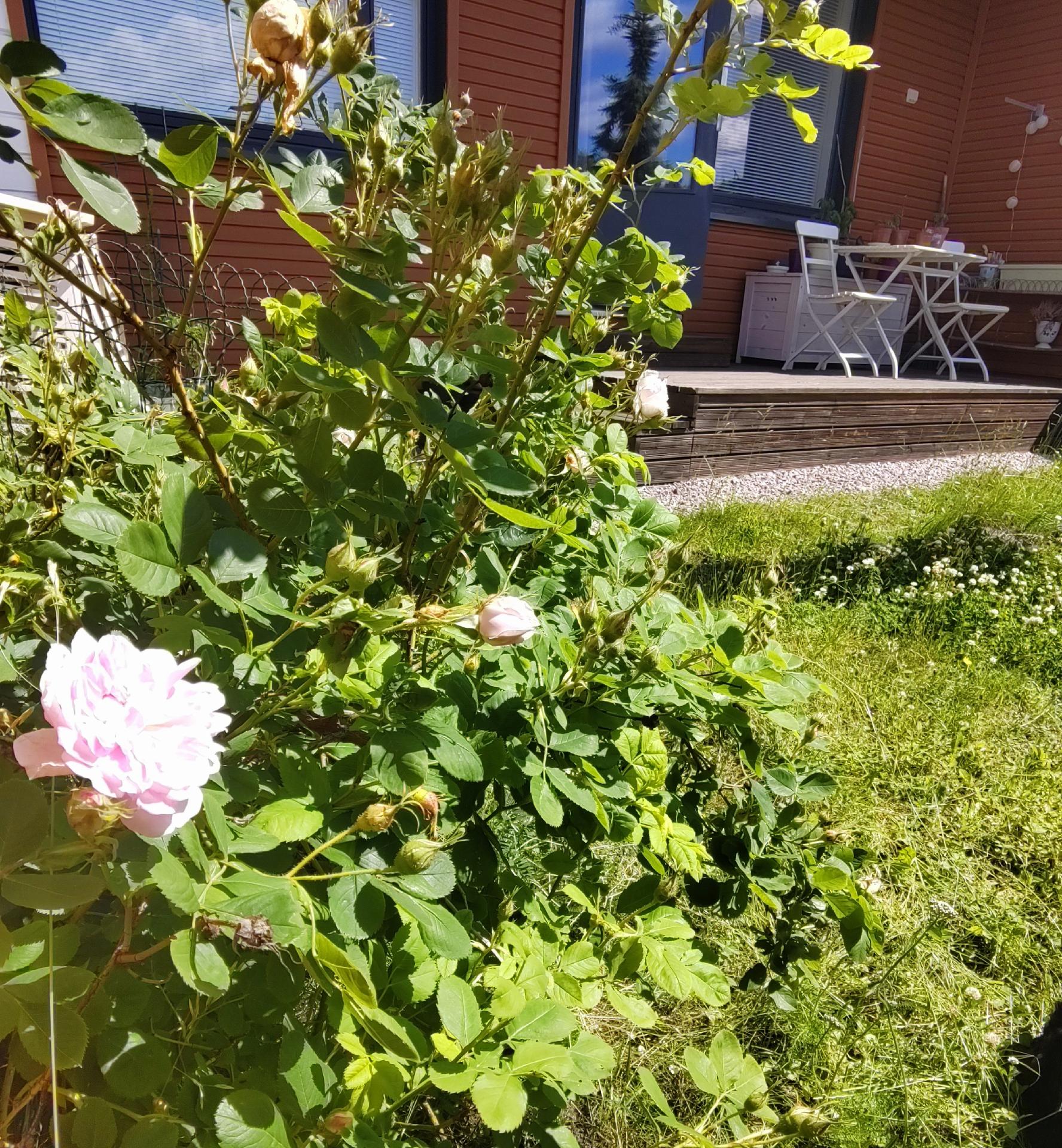 Keväisin piha kukoistaa vehreänä