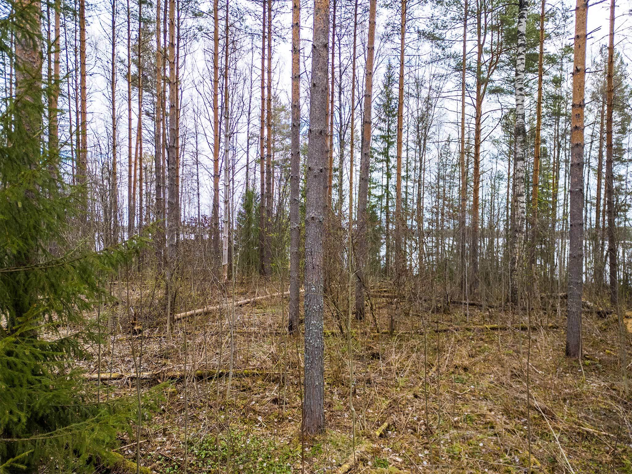 Niemenkyläntie 466 A, Kolho, Mänttä-Vilppula