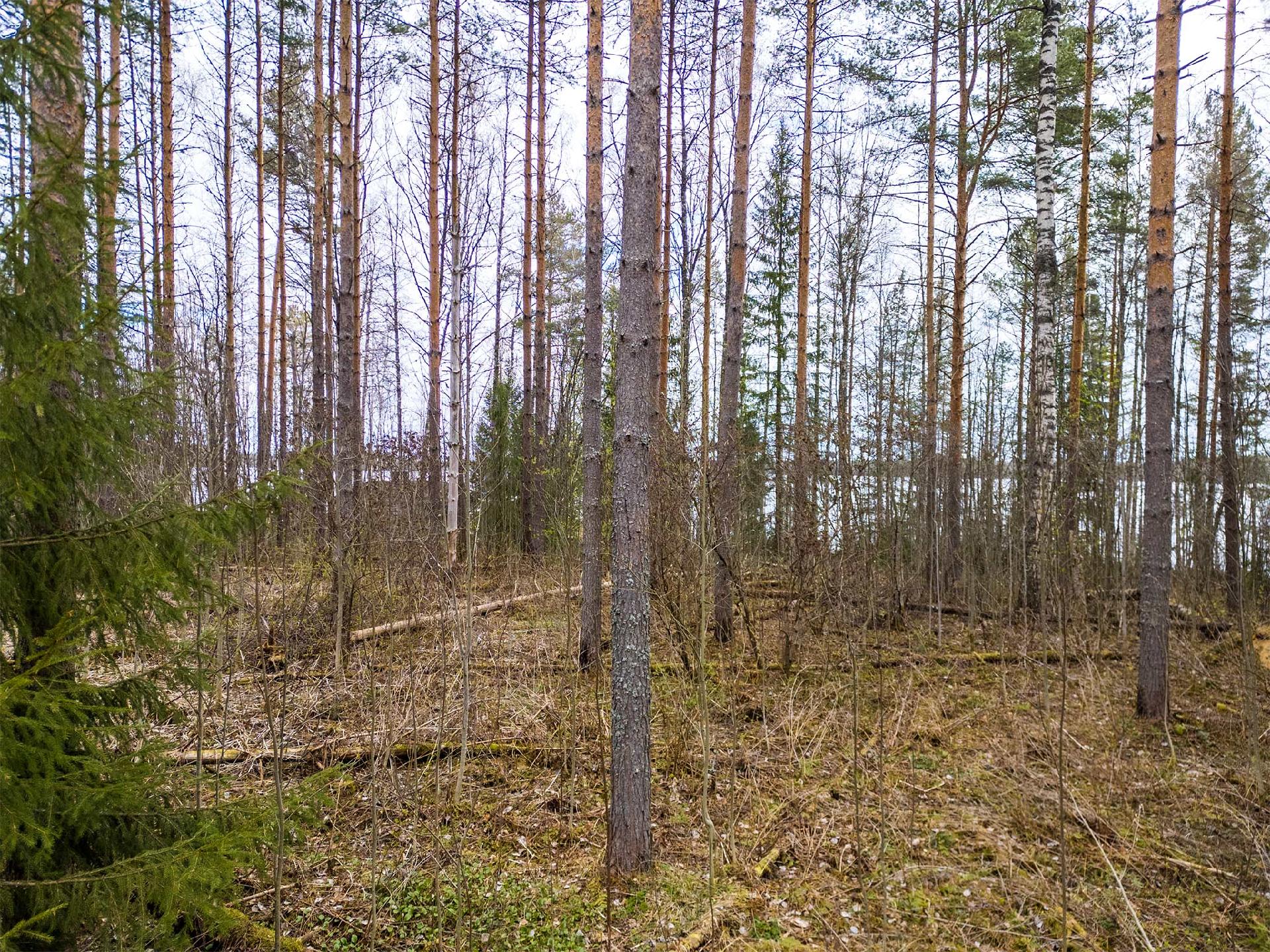 Niemenkyläntie 466 A, Kolho, Mänttä-Vilppula