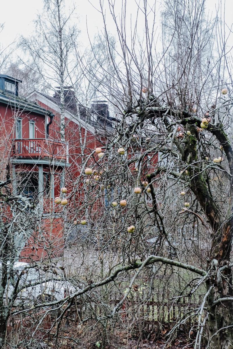 Intiankatu 40, Kumpula, Helsinki