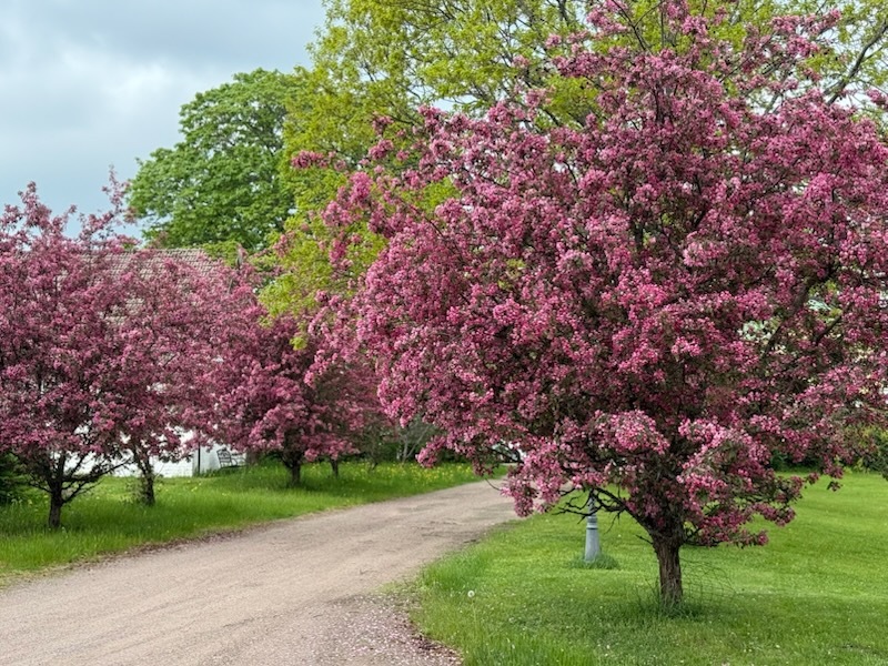 Kesäkuva