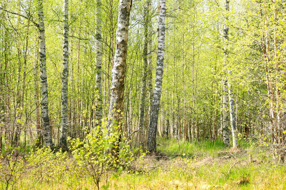 Degeröntie 46, Tammisaari, Raasepori