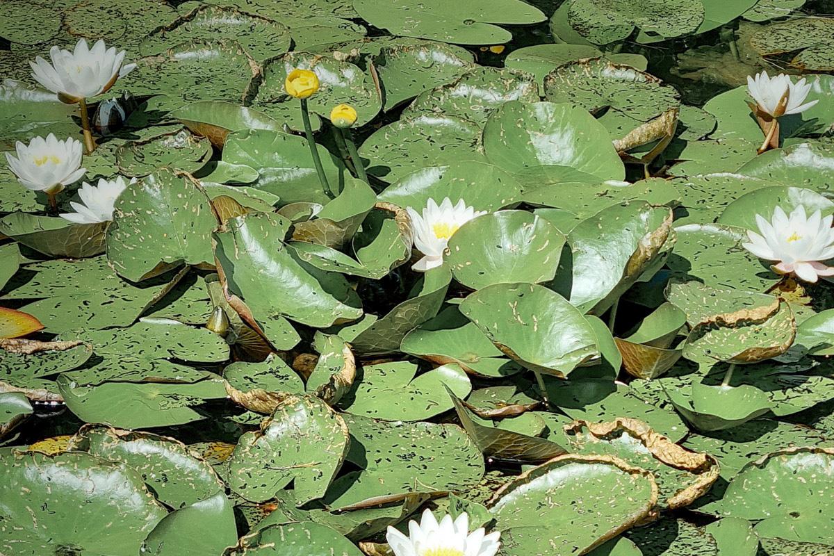 Degeröntie 46, Tammisaari, Raasepori