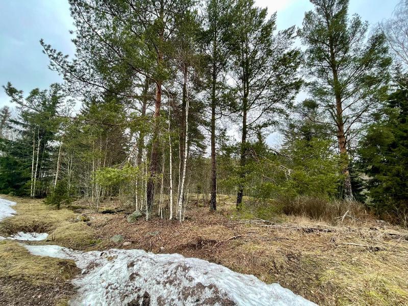 Tammijoentie 18, Otalampi, Vihti