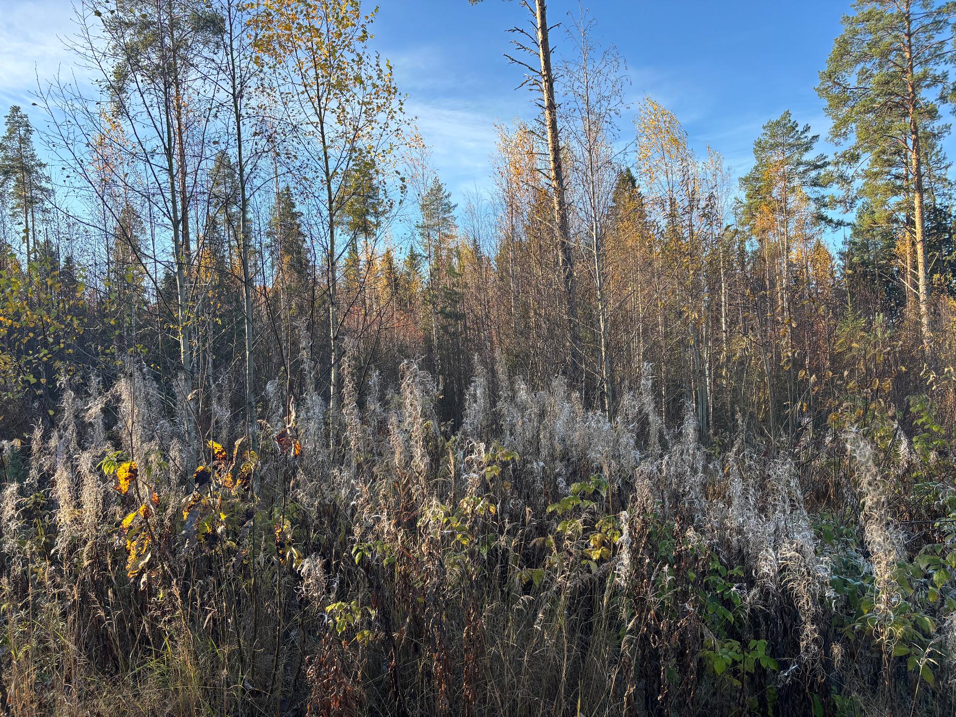 Valokkitie 4, Alasotkamo, Sotkamo