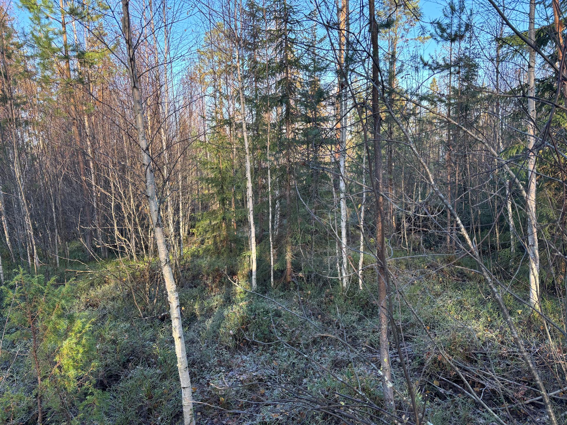 Valokkitie 4, Alasotkamo, Sotkamo