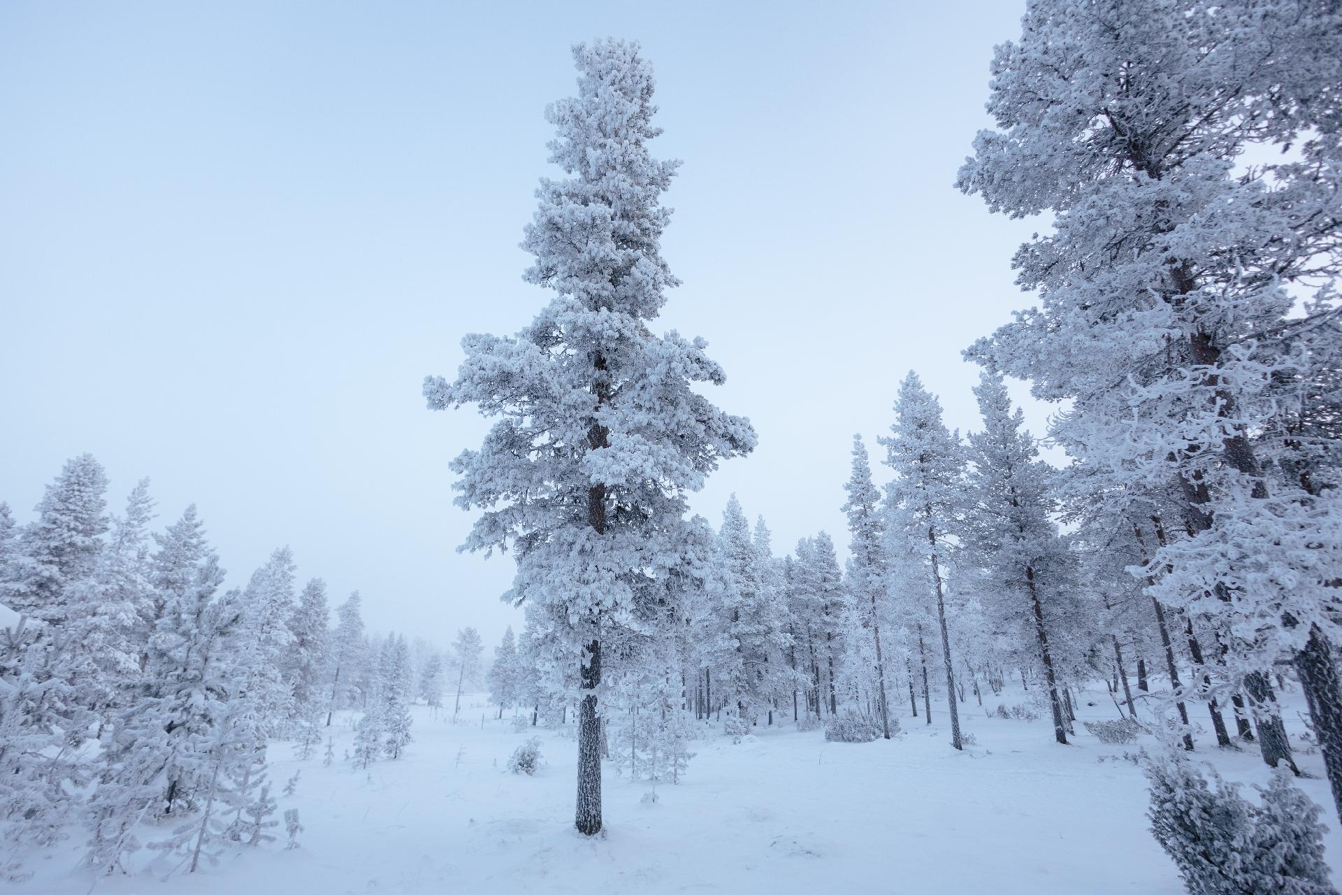 Talvisia maisemia takapihan suuntaan