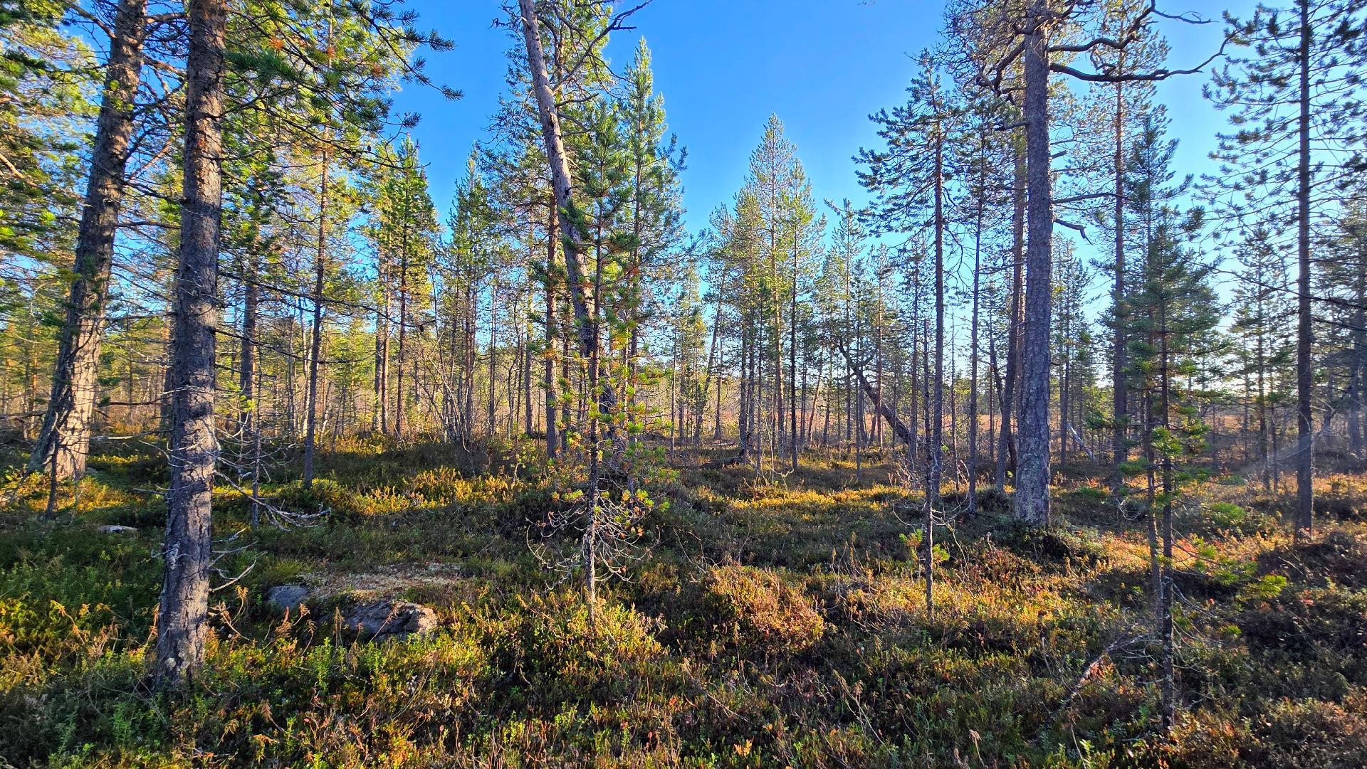 Näkymä puron suuntaan